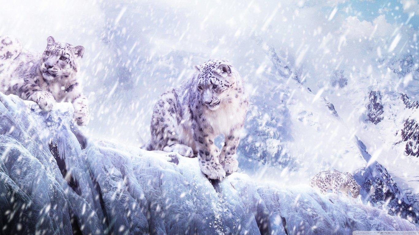 1366x768 Snow Leopard wallpaper 1366x768 (laptop) desktop background