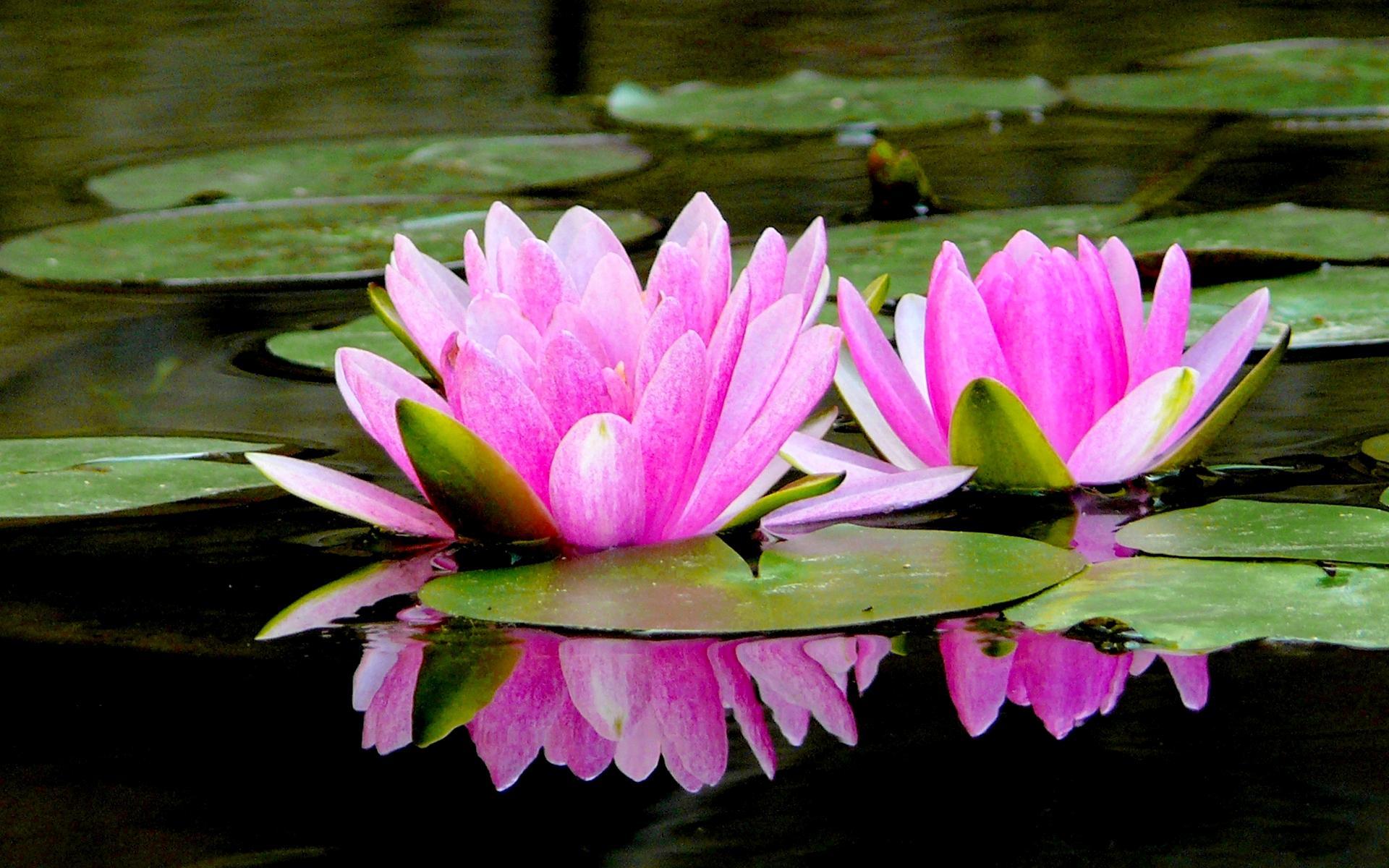 1920x1200 Lotus Pond Of Pink Lotus Wallpaper Free Download Lotus Pond