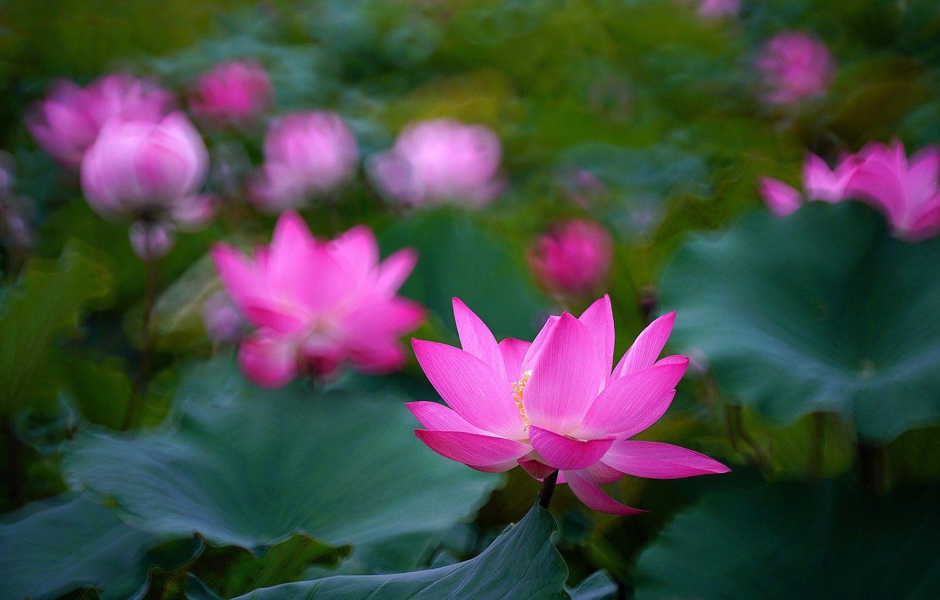1332x850 Wallpaper greens, flower, leaves, flowers, nature, background, blur, petals, Lotus, pink, Lotus, pond image for desktop, section цветы