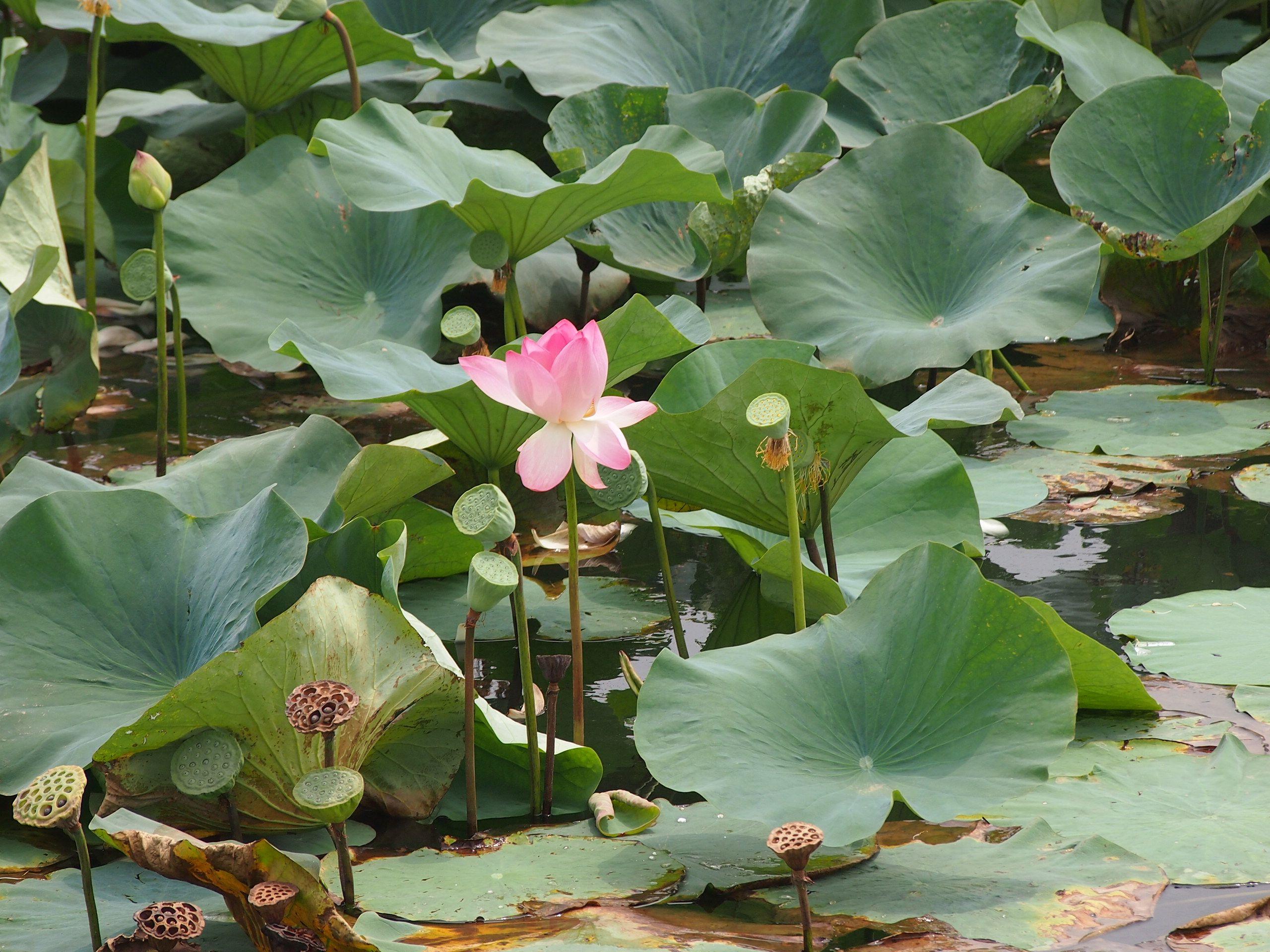 2560x1920 Fresh Lotus Flower Pond Image. Top Collection of different types of flowers in the image HD