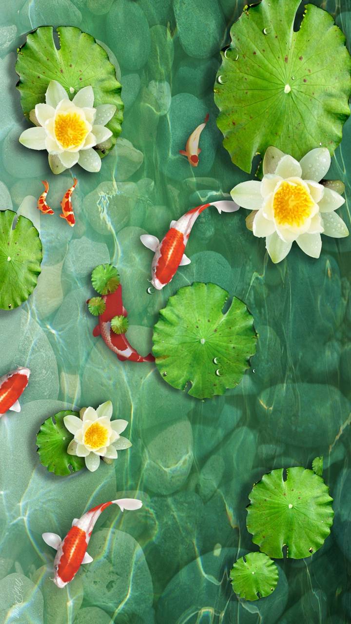 720x1280 Koi pond wallpaper