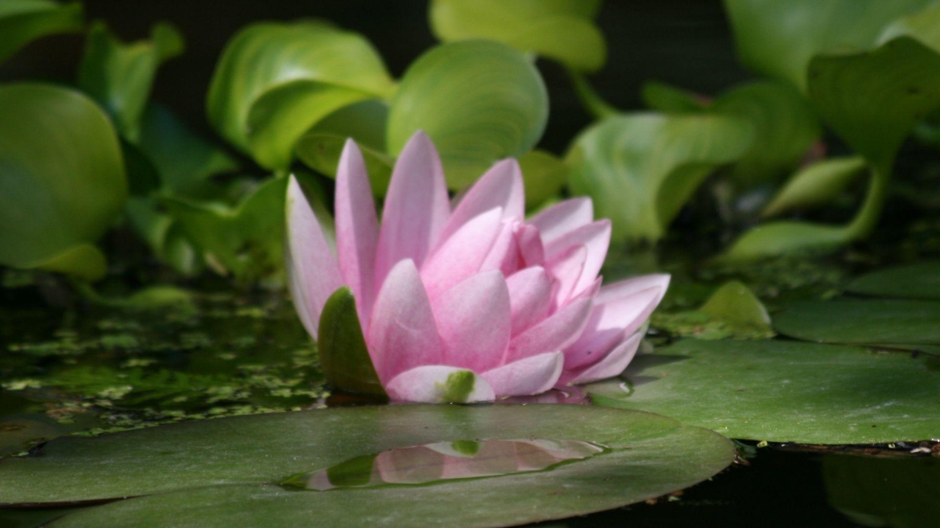 1920x1080 Desktop wallpaper leaves, pink, lotus, pond, HD image, picture, background, 832f22