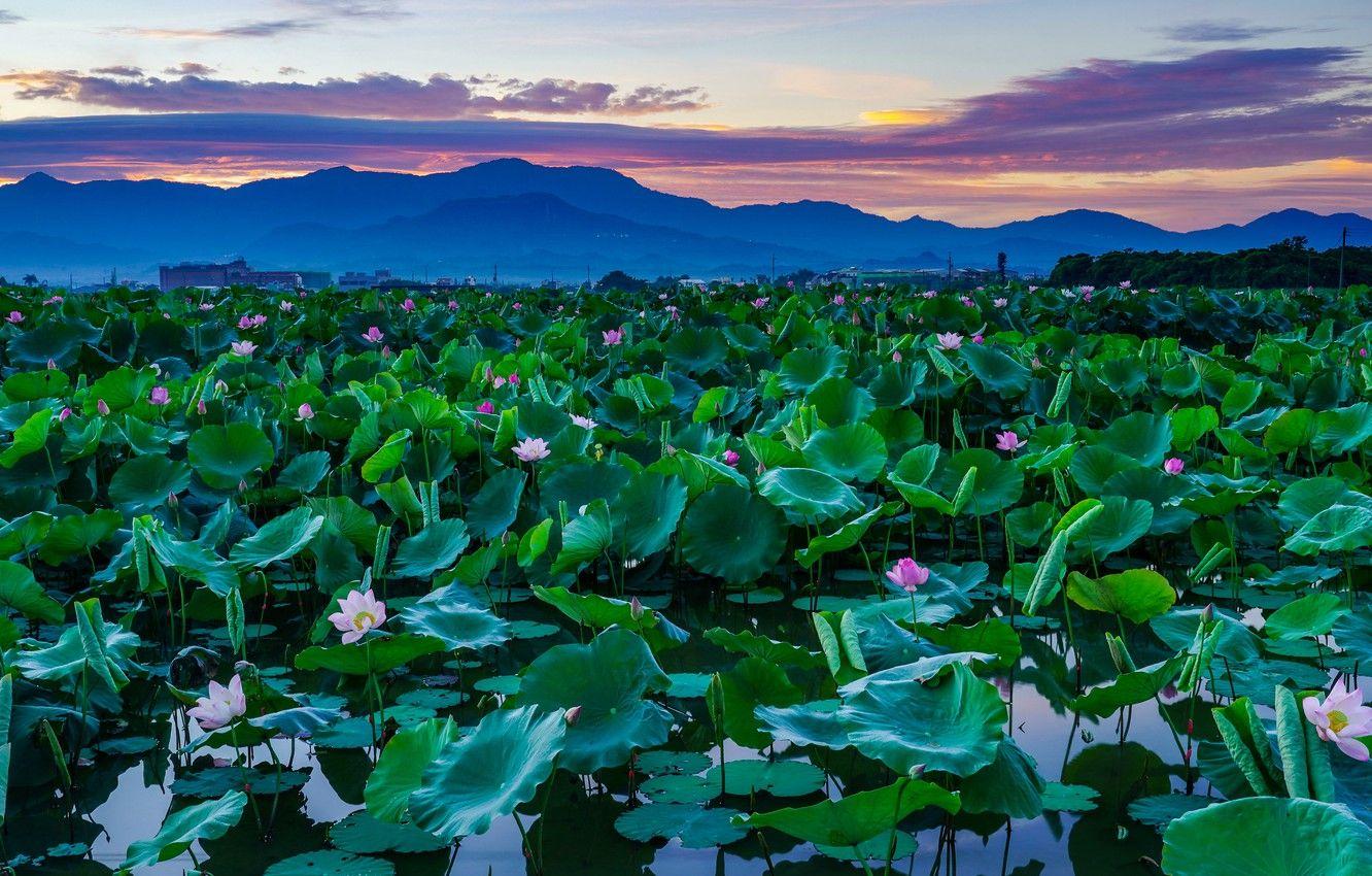 1332x850 Wallpaper the sky, leaves, clouds, flowers, mountains, lake, pond, thickets, dal, the evening, Asia, haze, Lotus, pond, blue, Lotus lake image for desktop, section пейзажи