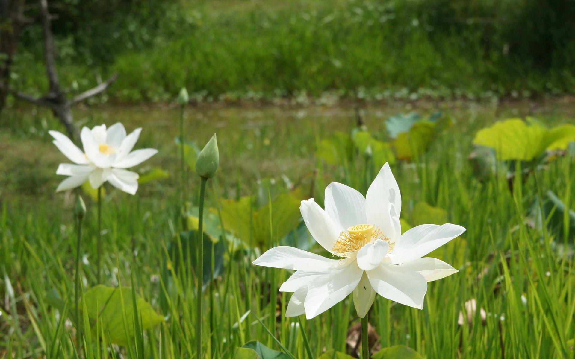 1920x1200 Beautiful Lotus Wallpaper