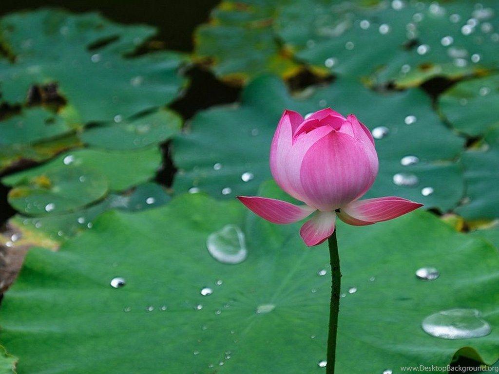 1024x768 Lotus Pond Wallpaper Lotus Flower Picture & Image Desktop Background