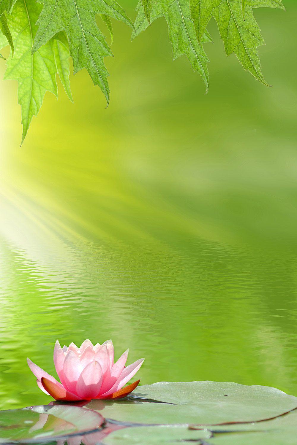 1000x1500 Lotus‎ pond free HQ online Puzzle Games on Newcastlebeach 2020!