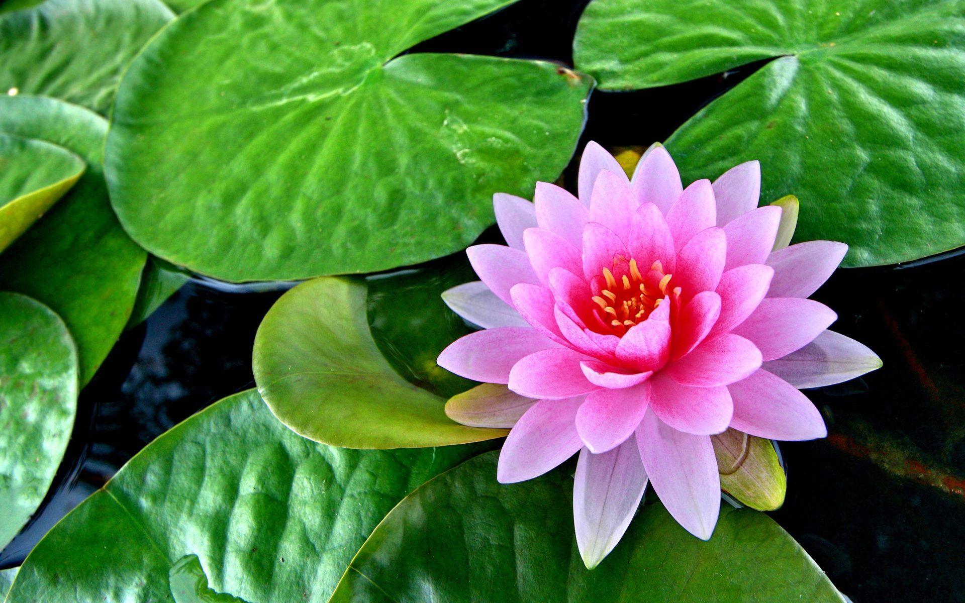 1920x1200 Lotus Pink Flower Green Leaves Pond Lotus Flower HD Wallpaper 2880x1800 :