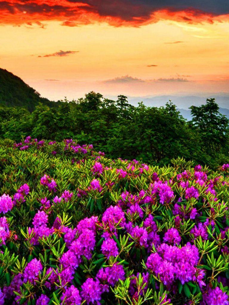 768x1024 Flower iPad Wallpaper