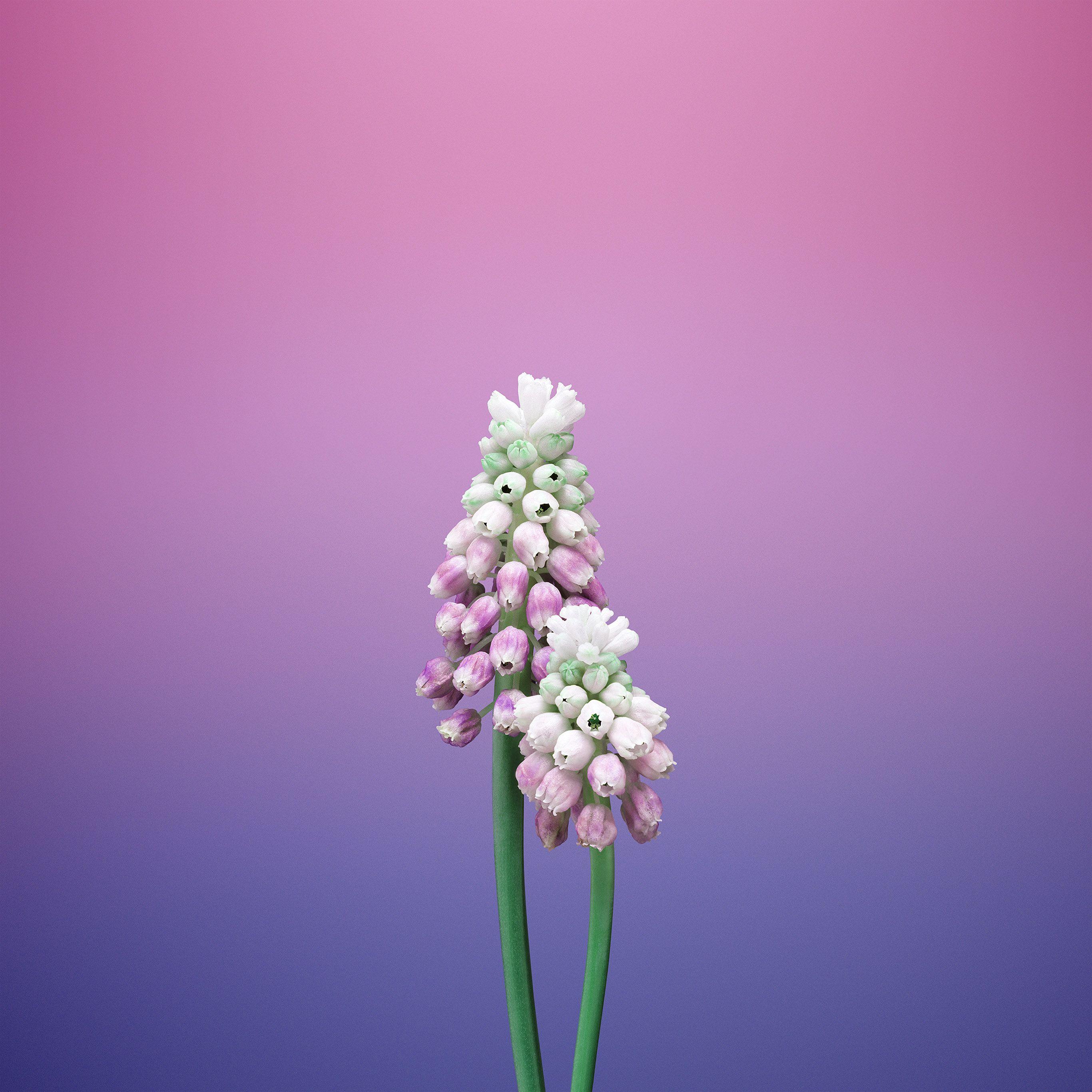 2732x2732 Flower Gradation Pink Apple Illustration Art Wallpaper