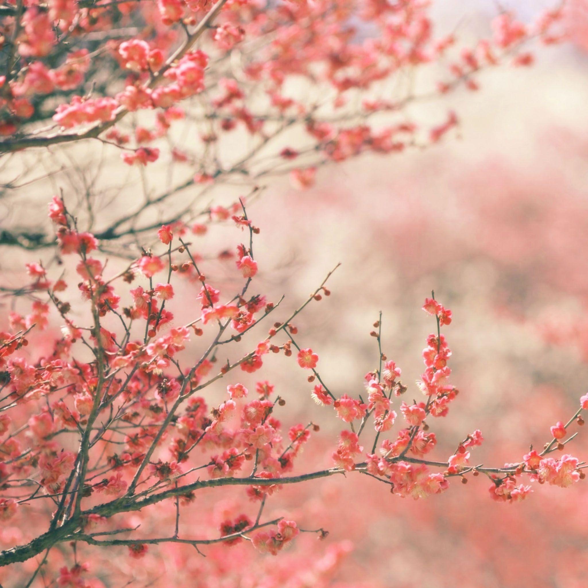 2048x2048 Spring iPad HD Wallpaper