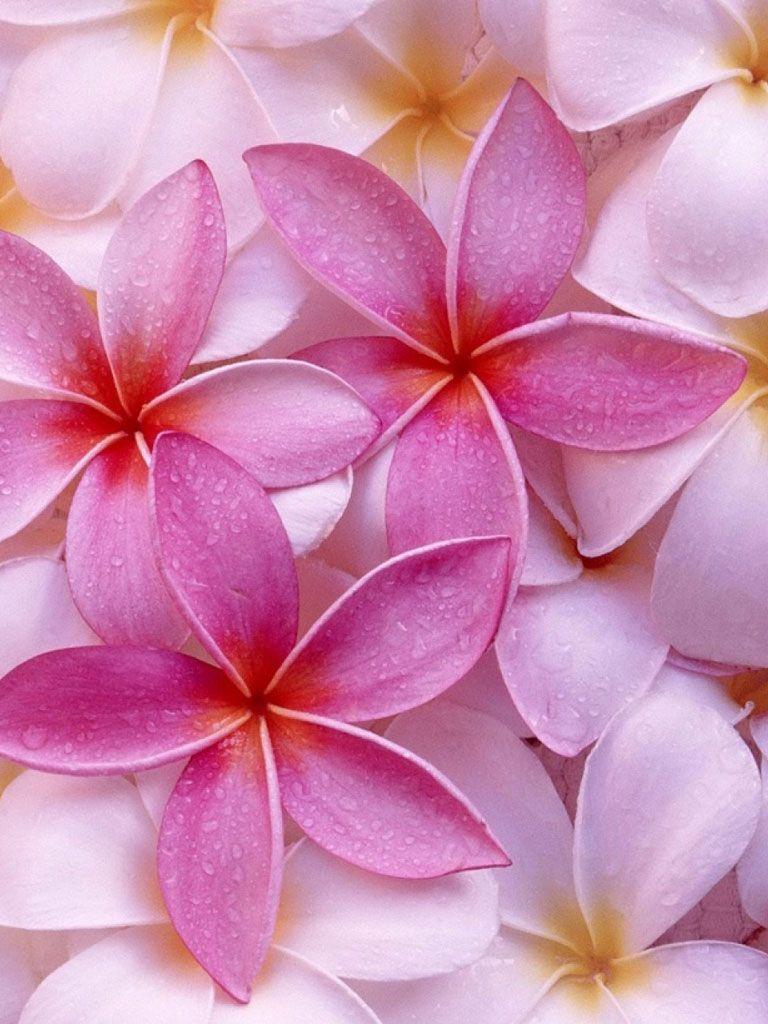 768x1024 Free download FREE Wallpaper for iPad Spring beautiful flowers [1024x1024] for your Desktop, Mobile & Tablet. Explore Free Spring Wallpaper for iPad. Free Spring Wallpaper For Computer, Springtime Wallpaper