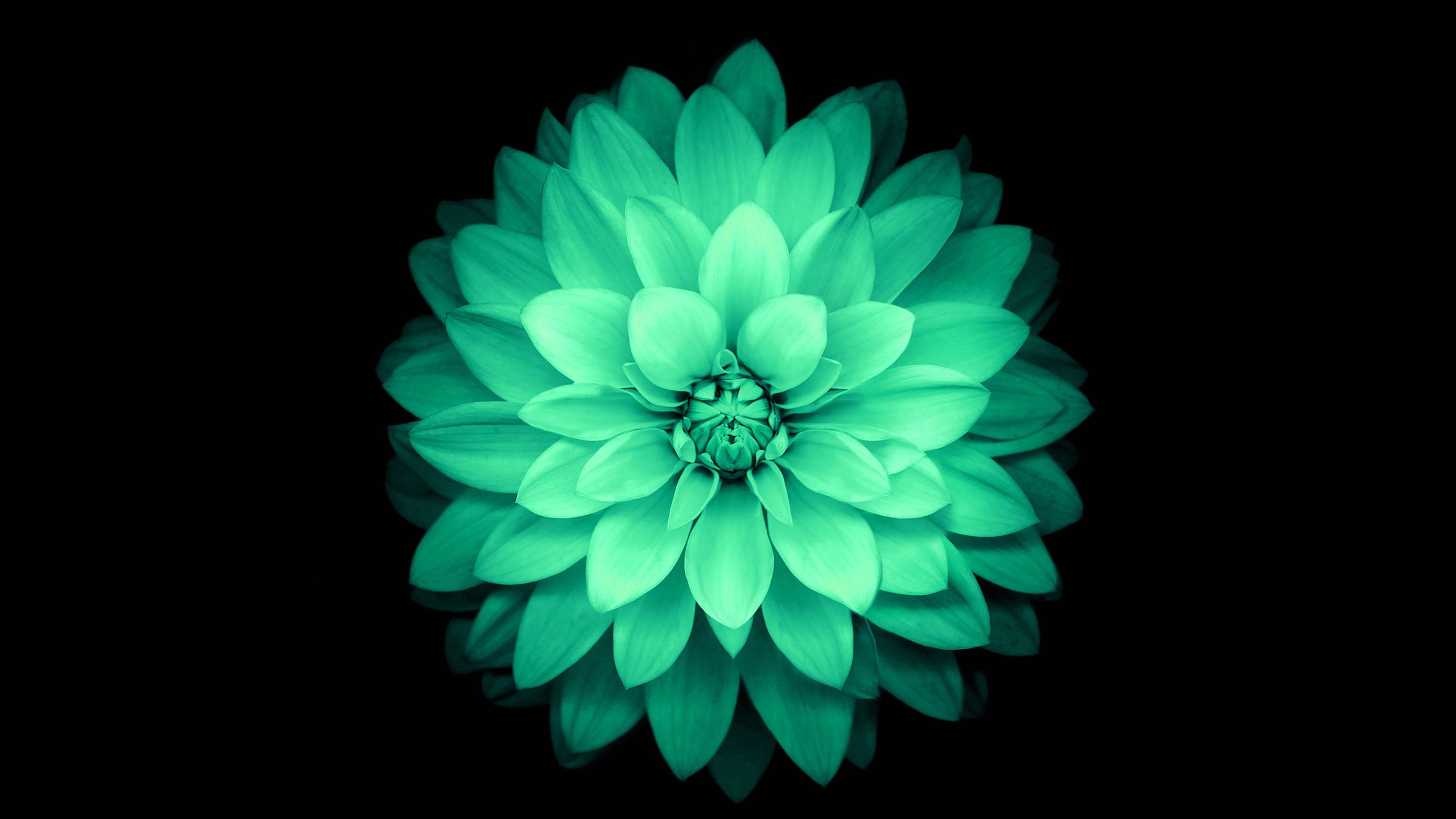 3840x2160 Apple Green Lotus Iphone6 Plus Ios8 Flower