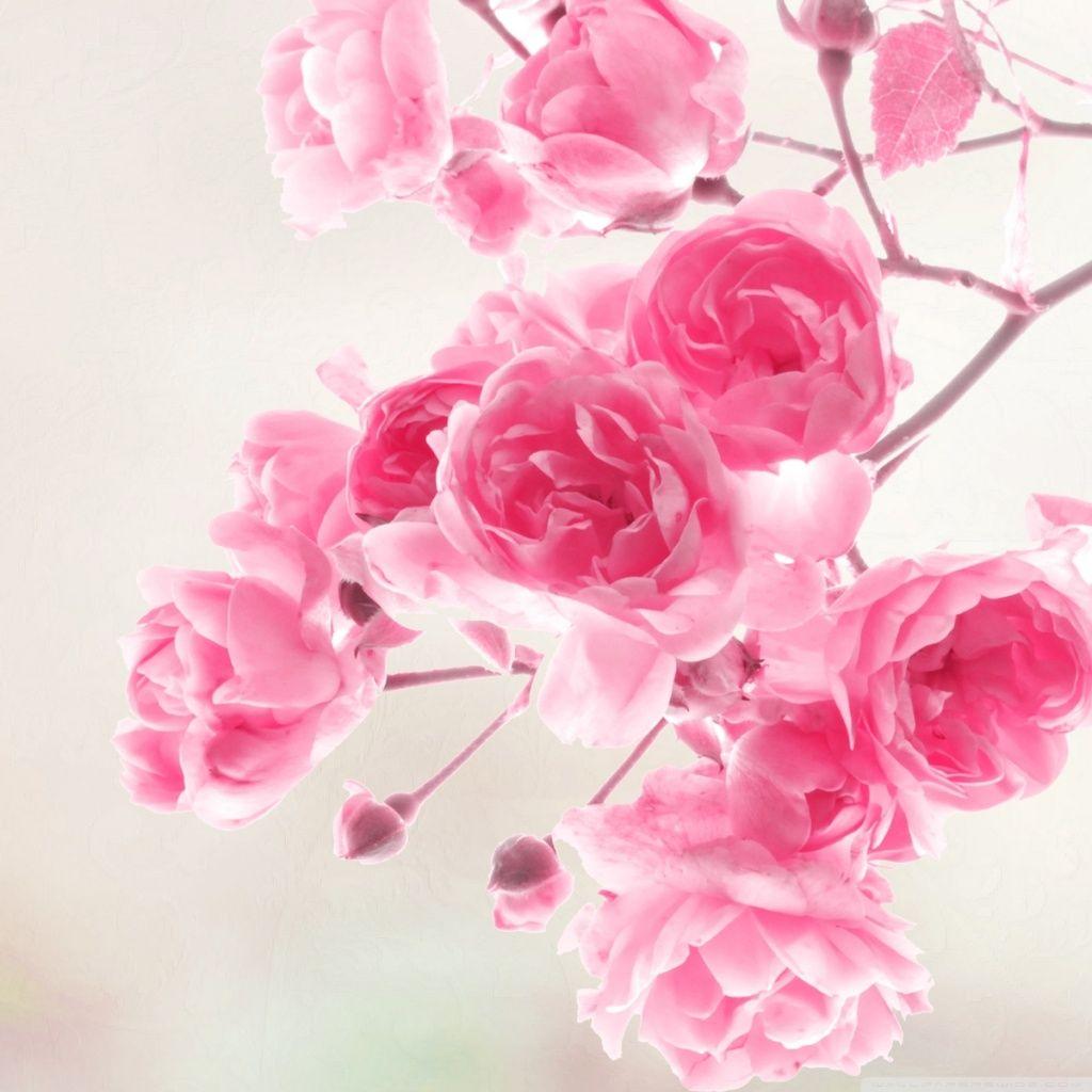 New iPad HD Flower Wallpapers Top Free New iPad HD Flower Backgrounds