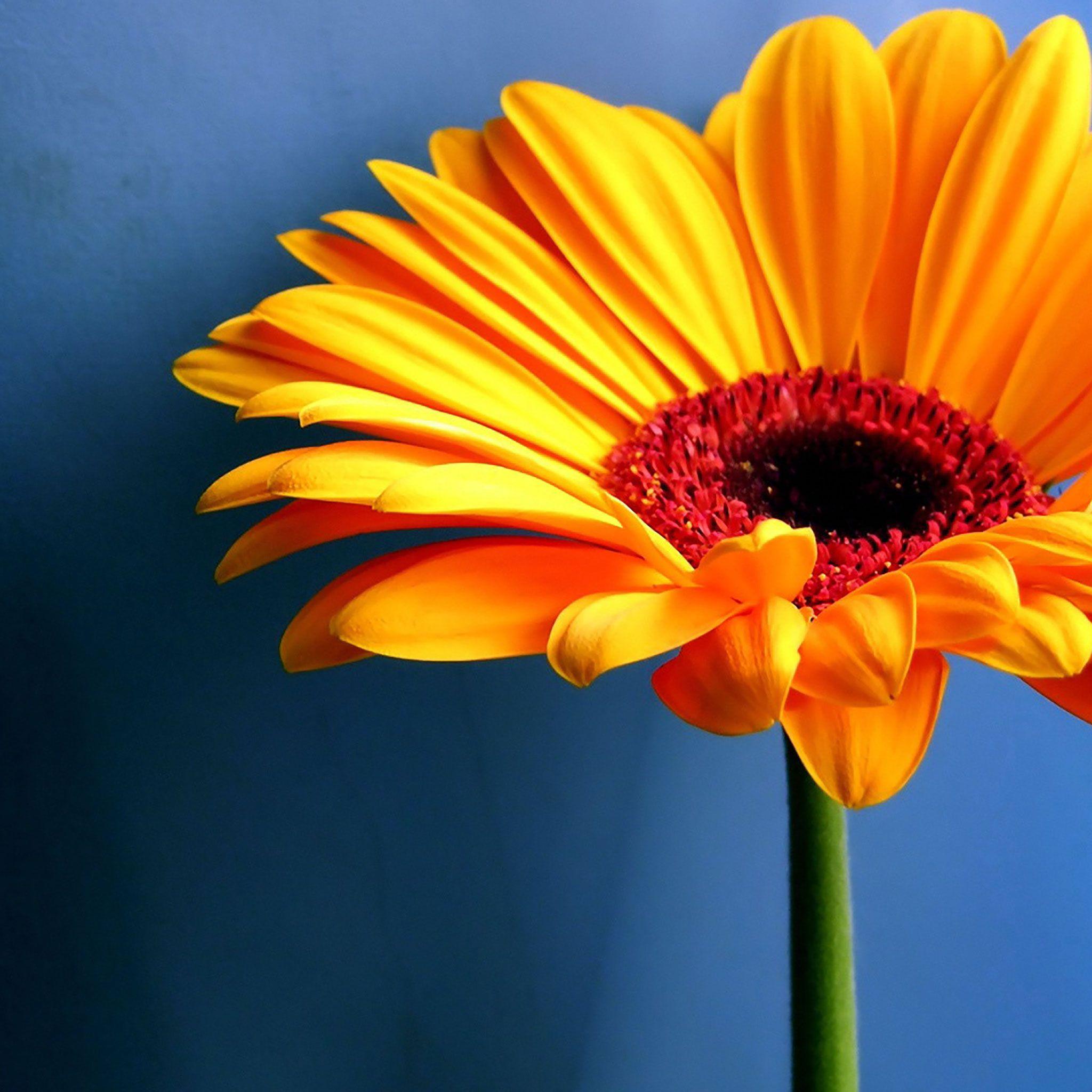 2048x2048 Flowers iPad Wallpaper