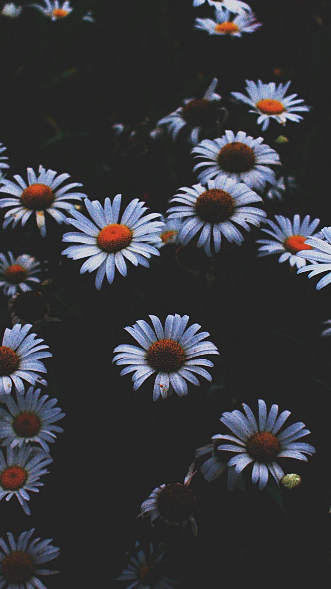 1080x1920 Daisy, white flowers, plants, 1080x1920 wallpaper. Flower phone wallpaper, Trippy wallpaper, Flower wallpaper