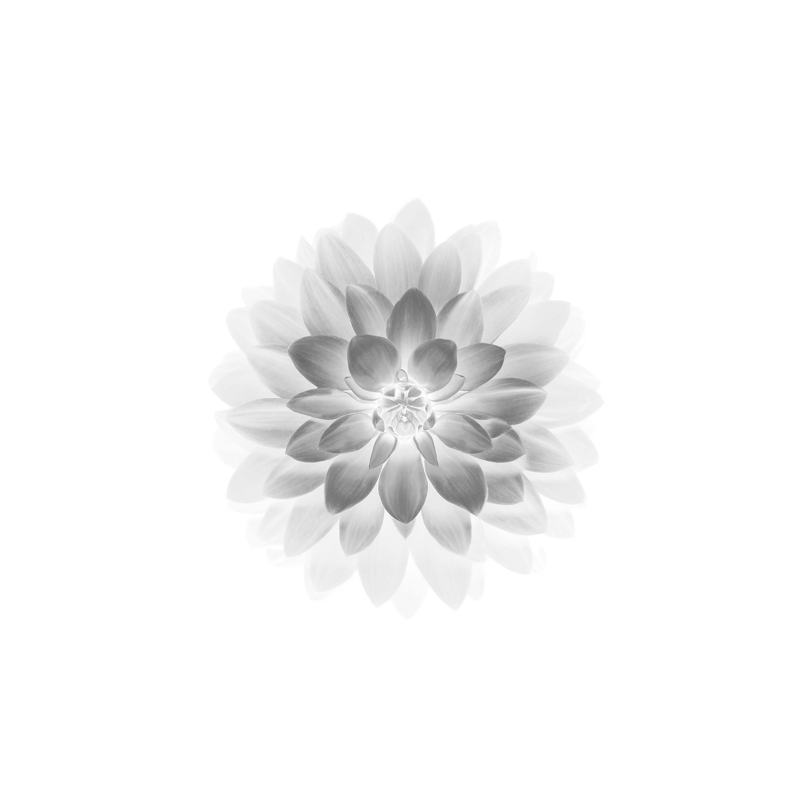 2732x2732 White Wallpaper iPad HD