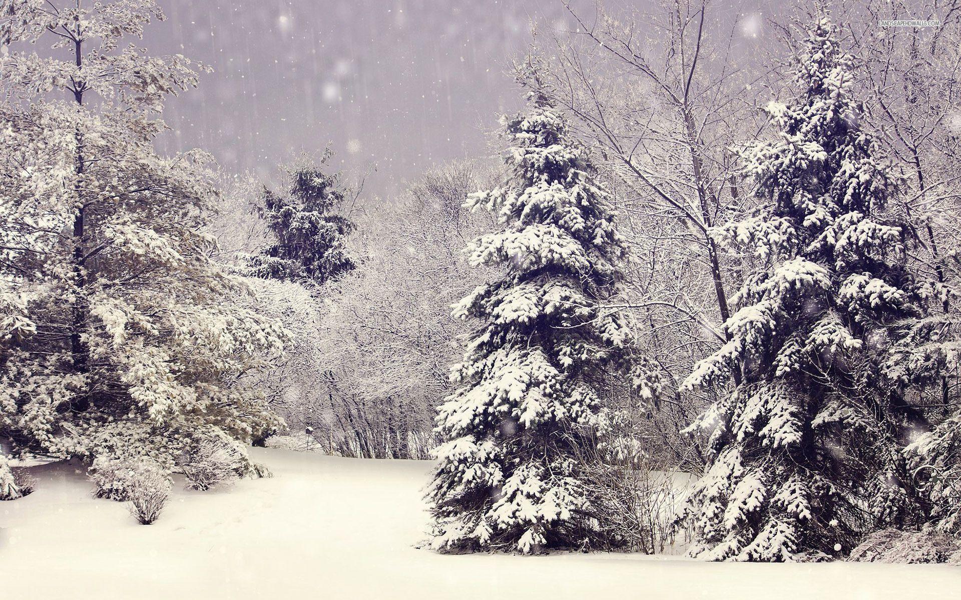 1920x1200 Perfect Winter Trees & Snowy desktop PC and Mac wallpaper