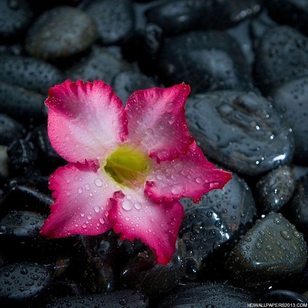 New iPad HD Flower Wallpapers Top Free New iPad HD Flower Backgrounds