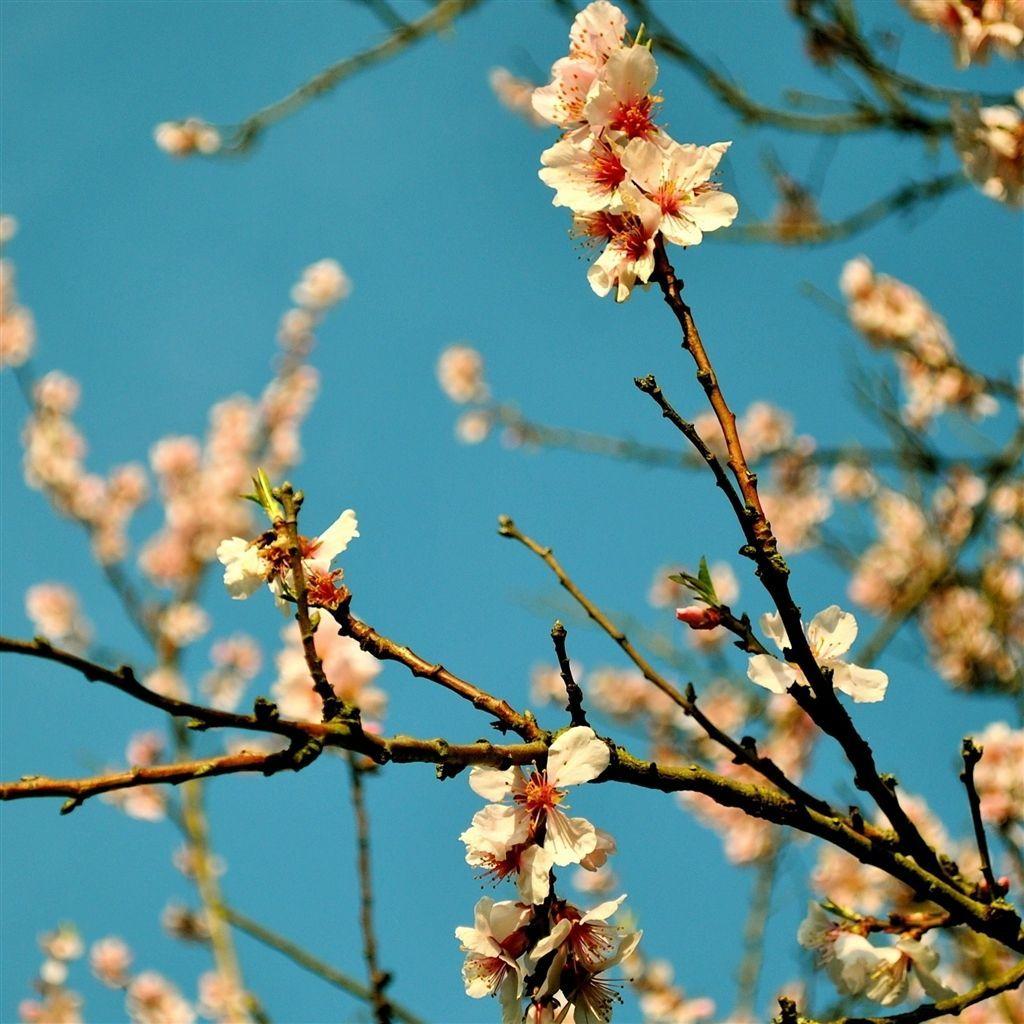 1024x1024 Spring iPad HD Wallpaper