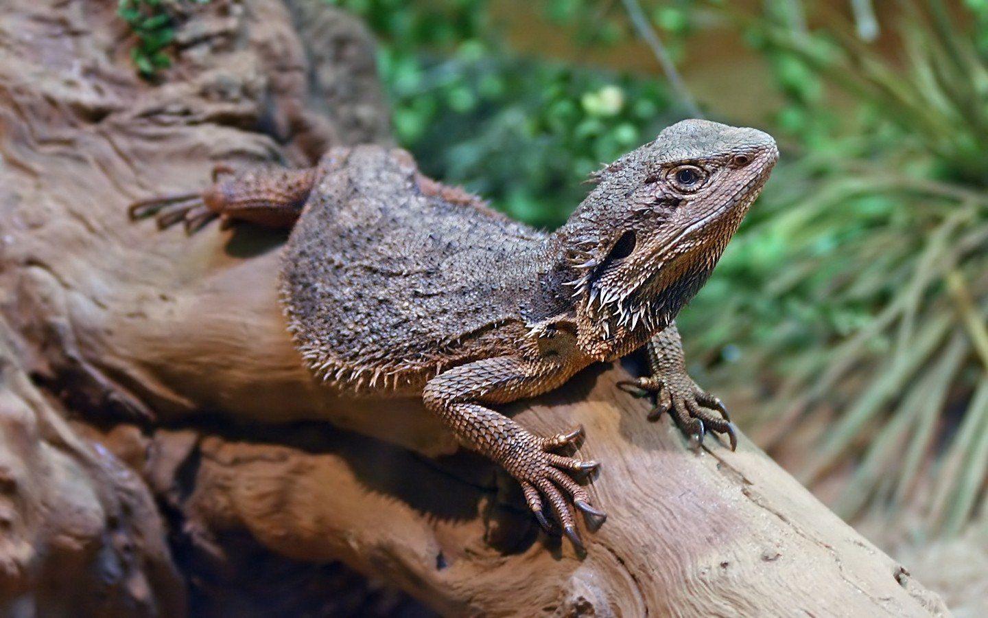 1440x900 Eastern Bearded Dragon Wallpaper and Background Imagex900