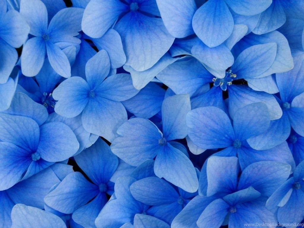 1024x768 Pretty Blue Flower Wallpaper Desktop Background