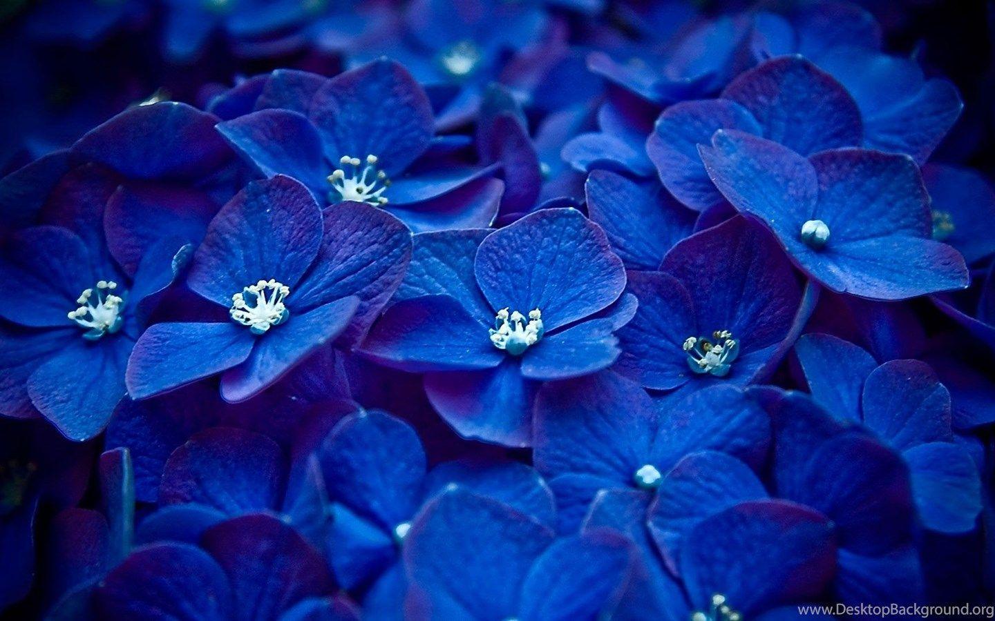 1440x900 Pretty Blue Phone Wallpaper