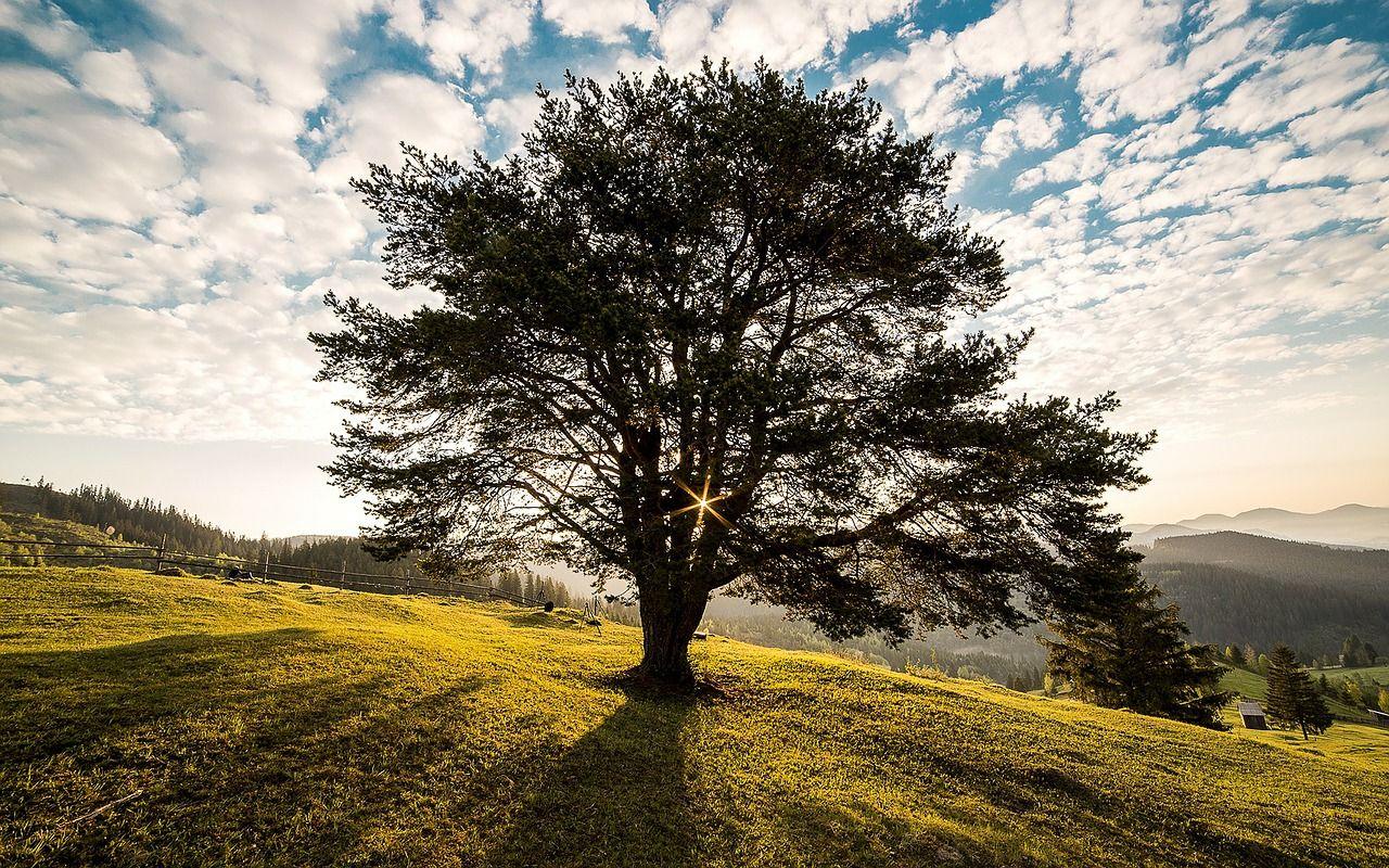 1280x800 Poem: Bodhi Tree of Varanasi