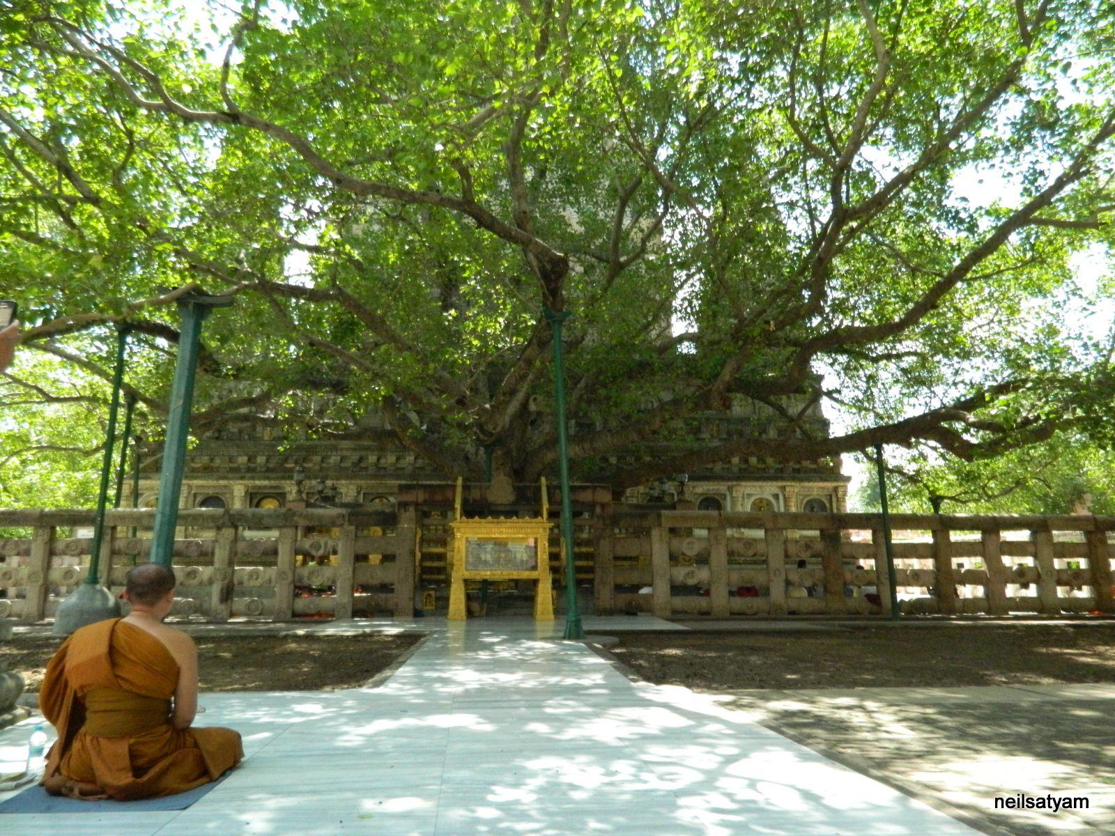 1600x1200 Bodhi Tree Distant View