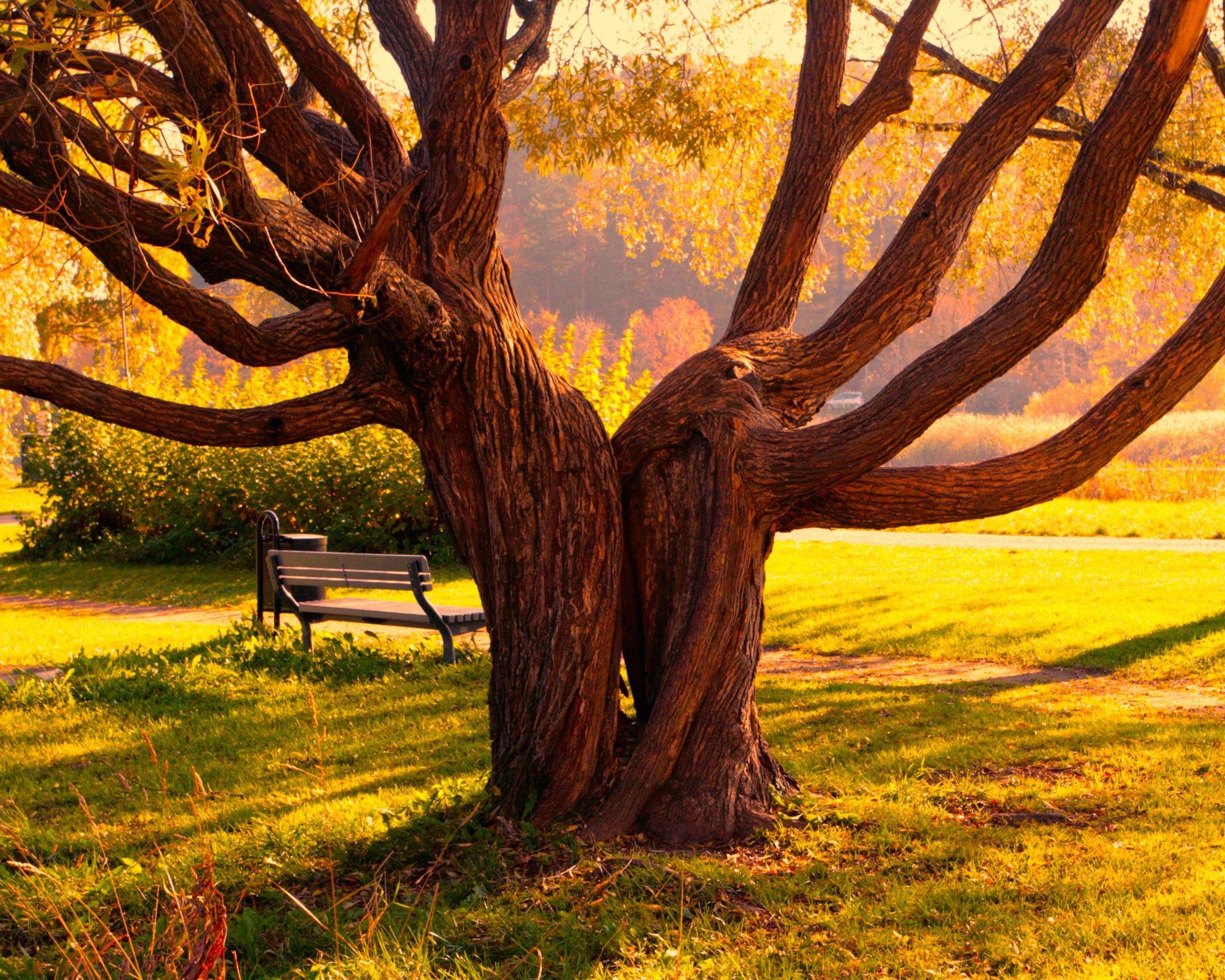 2560x2048 The Buddha and the Bodhi Tree