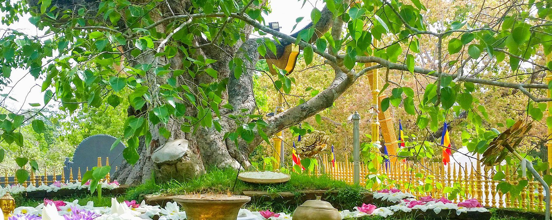 1800x720 SRI MAHA BODHI