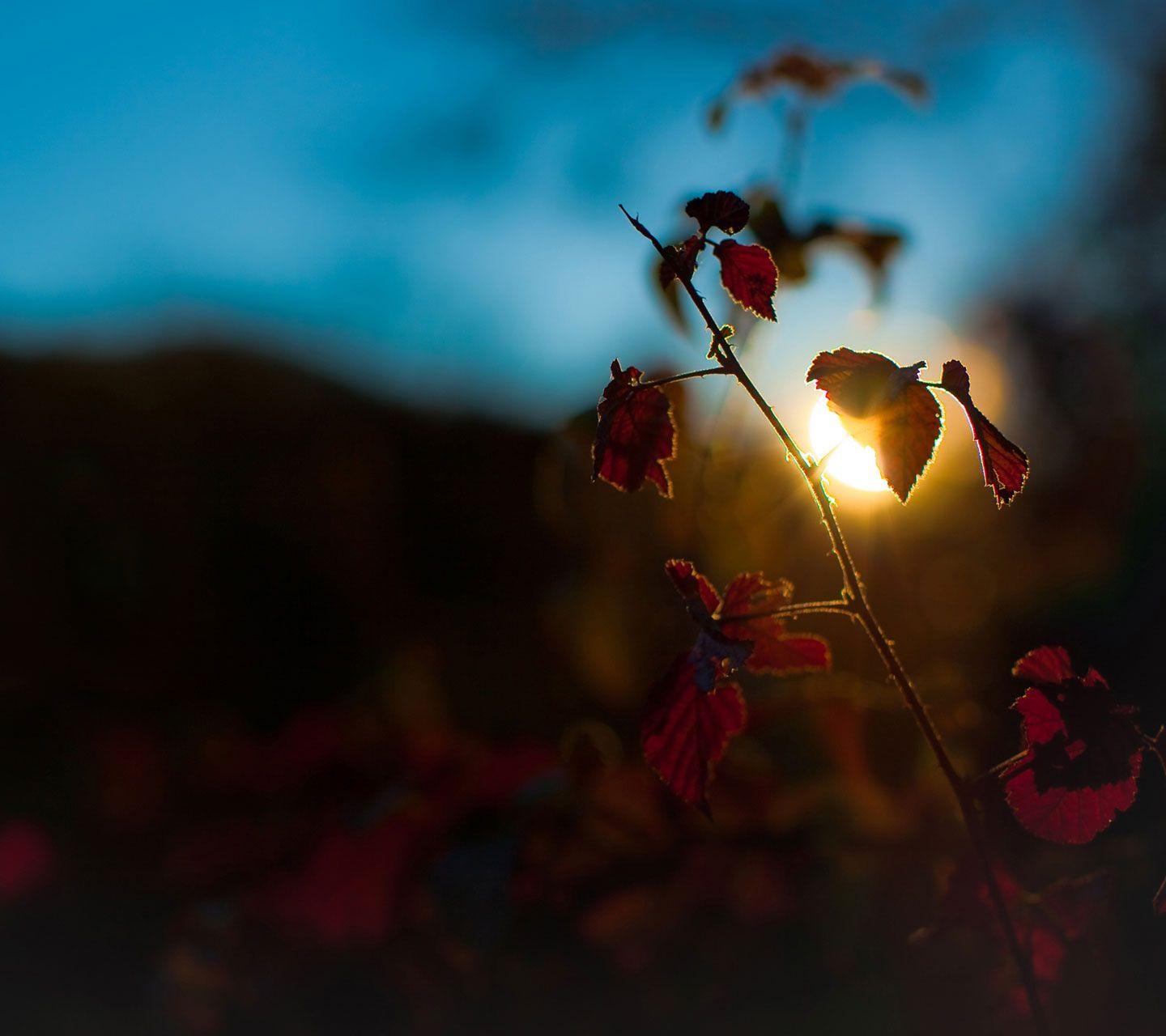1440x1280 Samsung Galaxy S3 HD Wallpaper Px, Wallpaper For Samsung