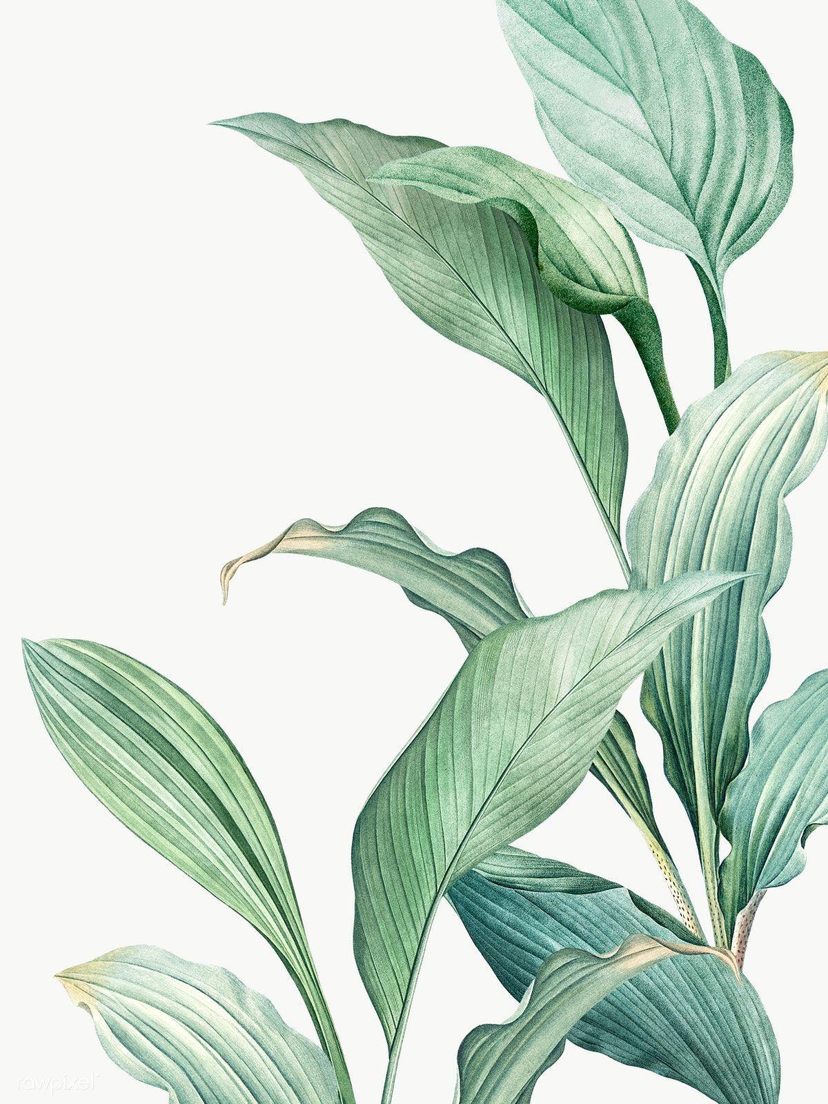 1200x1600 Download premium png of Hand drawn tropical leaves PNG transparent. Tropical art, Plant painting, Plant art