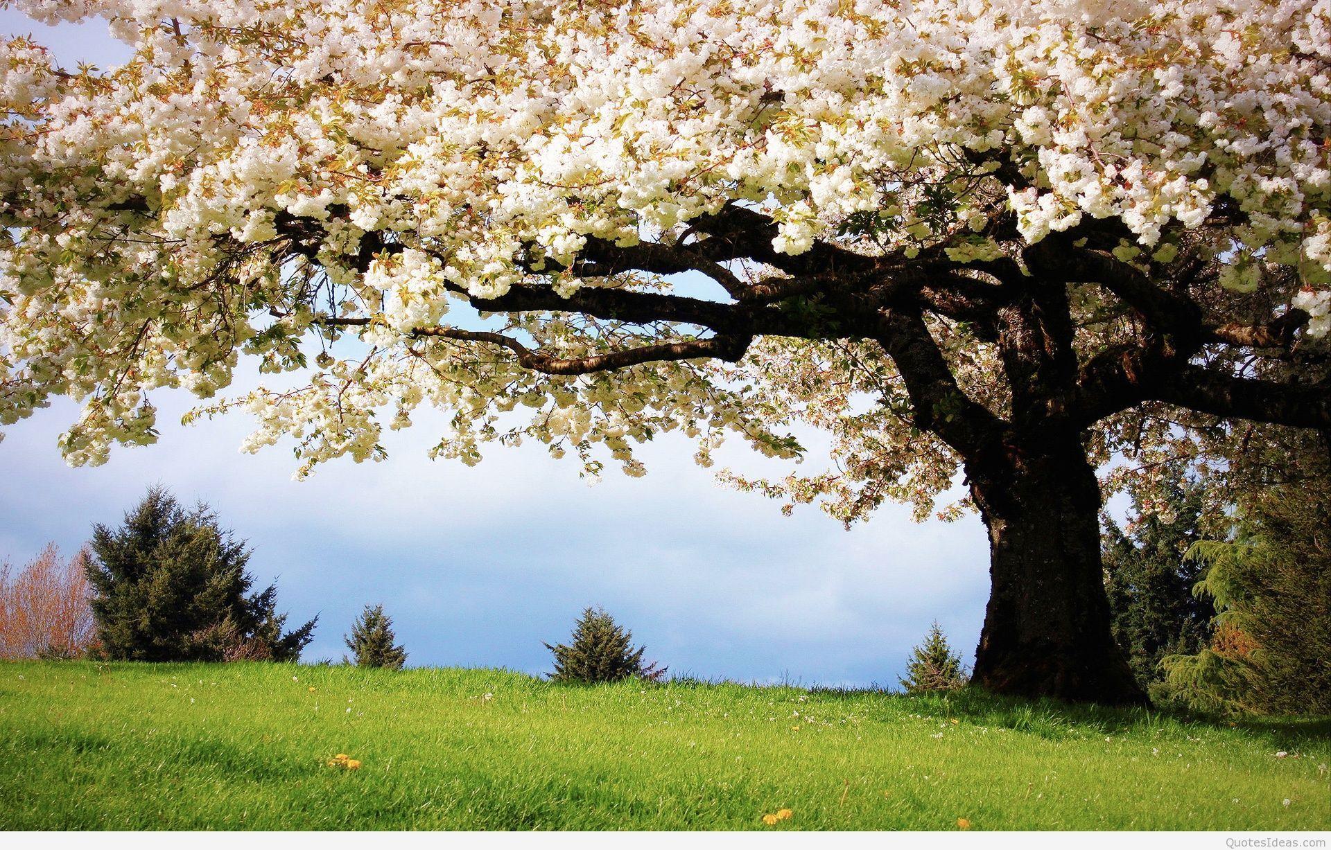 1920x1227 Awesome Spring wallpaper photo 2015 2016