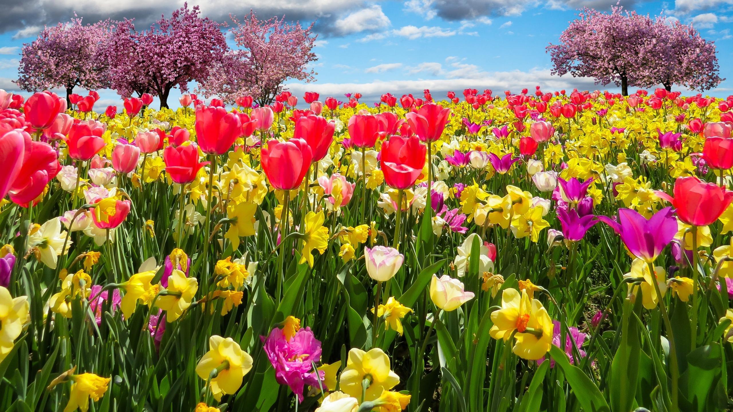 2560X1440 Spring Wallpapers - Top Free 2560X1440 Spring Backgrounds - WallpaperAccess