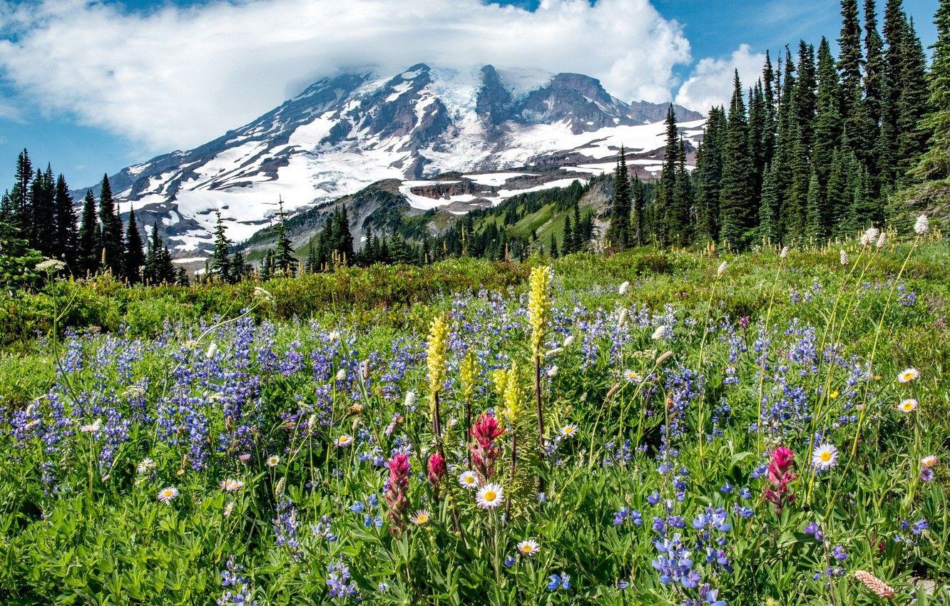 1332x850 Wallpaper flowers, mountains, meadow image for desktop, section пейзажи