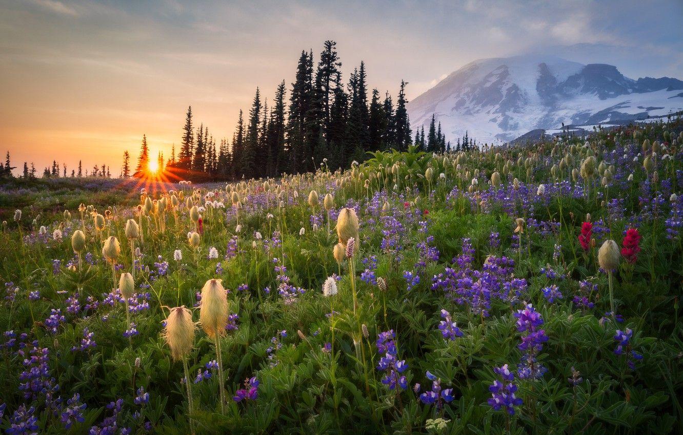1332x850 Wallpaper sunset, flowers, mountain, meadow, Mount Rainier, Washington State, Washington, Mount Rainier image for desktop, section пейзажи