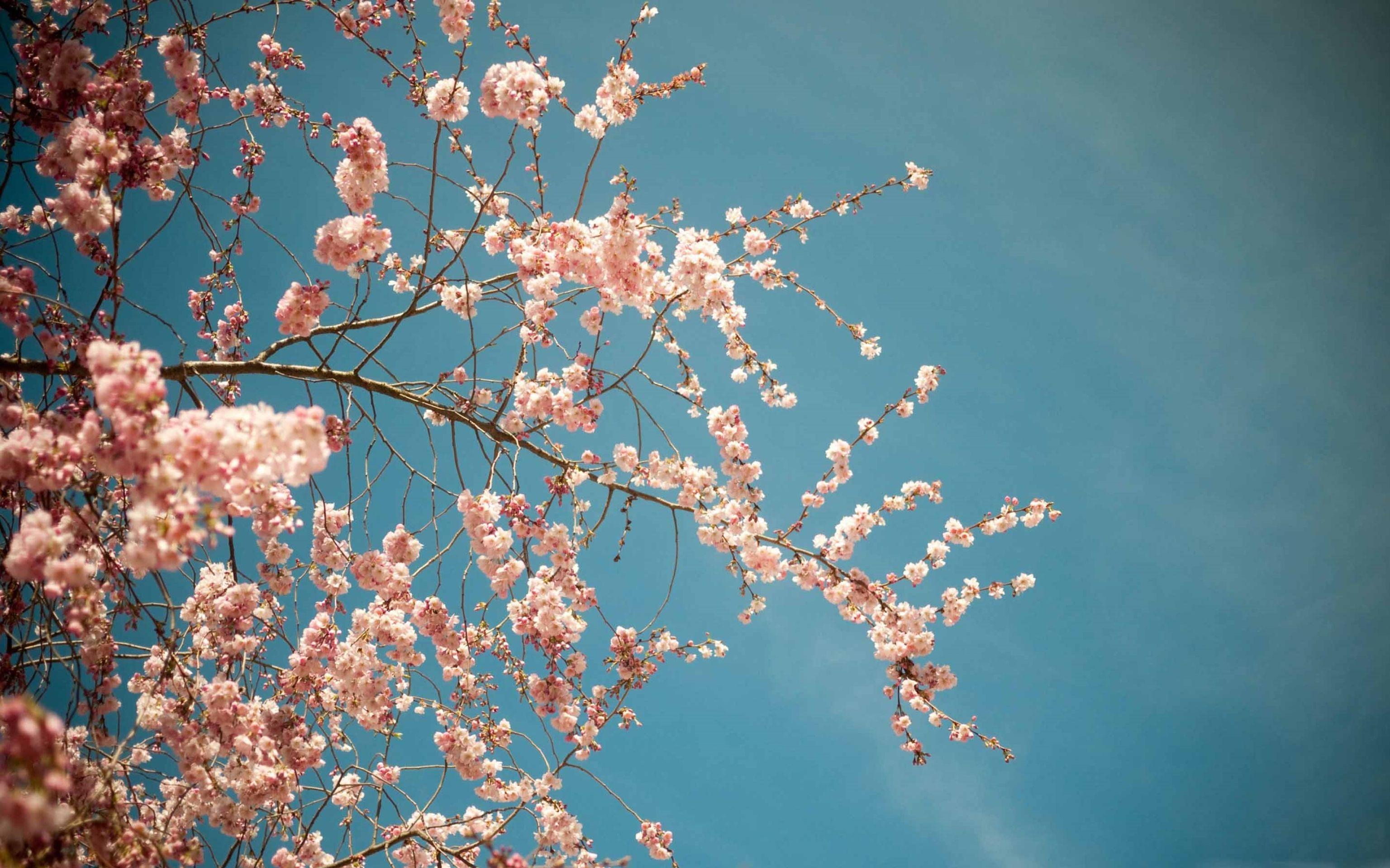 3072x1920 MacBook Pro 16” wallpaper. Spring wallpaper hd, Spring wallpaper, Wallpaper