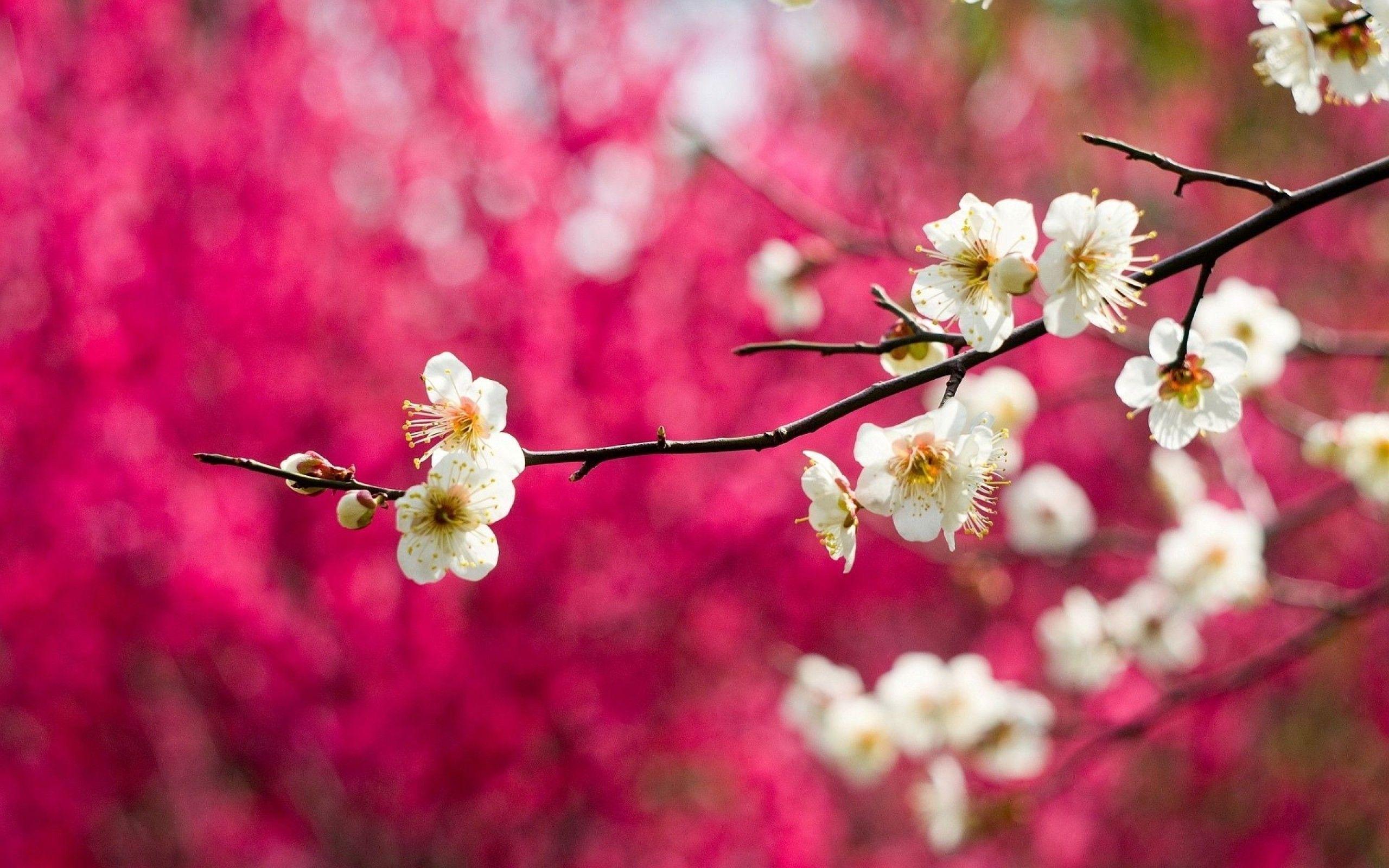 2560x1600 Best Spring Mac Wallpaper Free HD Download