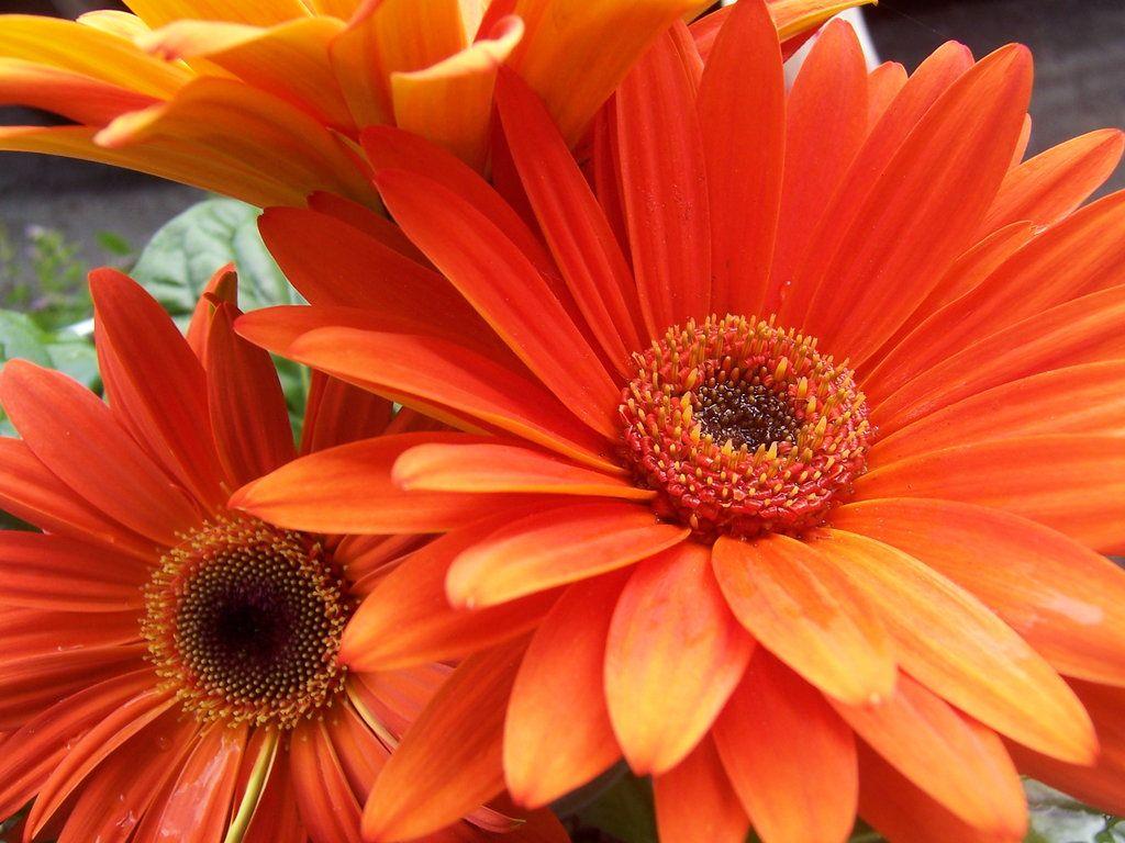 1024x768 Awesome Spring Flowers Wallpaper