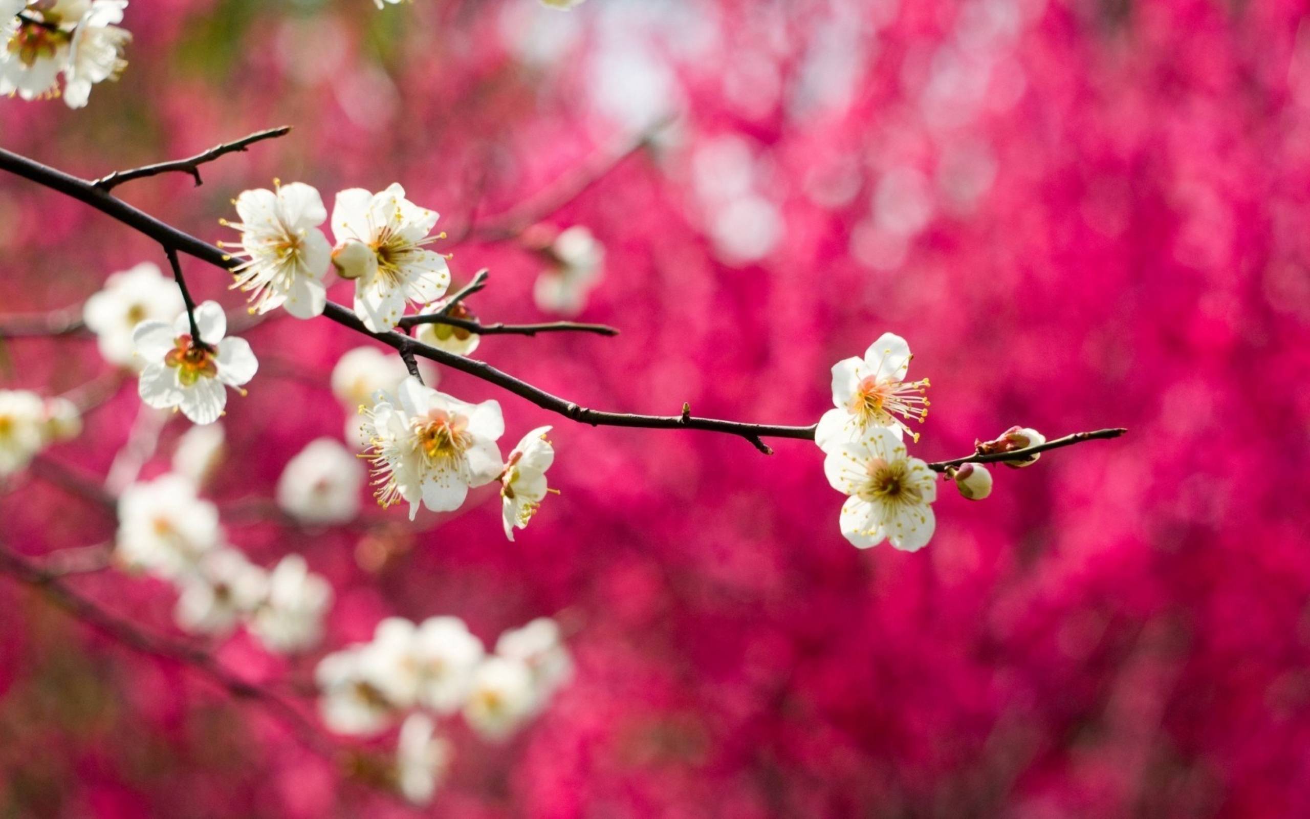 2560x1600 Background Spring HD .