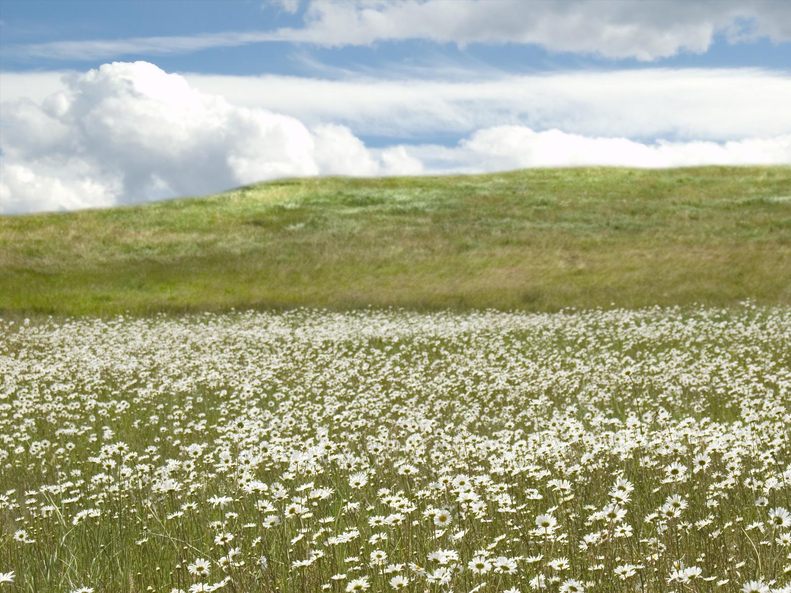 1600x1200 Meadow Wallpaper. Spring Meadow Wallpaper, Beautiful Meadow Background and Peaceful Meadow Wallpaper
