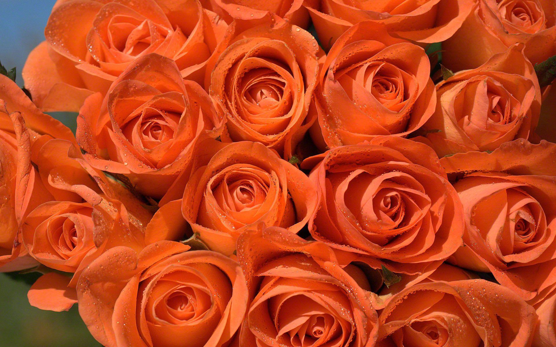1920x1200 Free download Orange Roses wallpaper [1920x1200] for your Desktop, Mobile & Tablet. Explore Orange Roses Wallpaper. Orange Roses Wallpaper, Orange Wallpaper, Background Orange