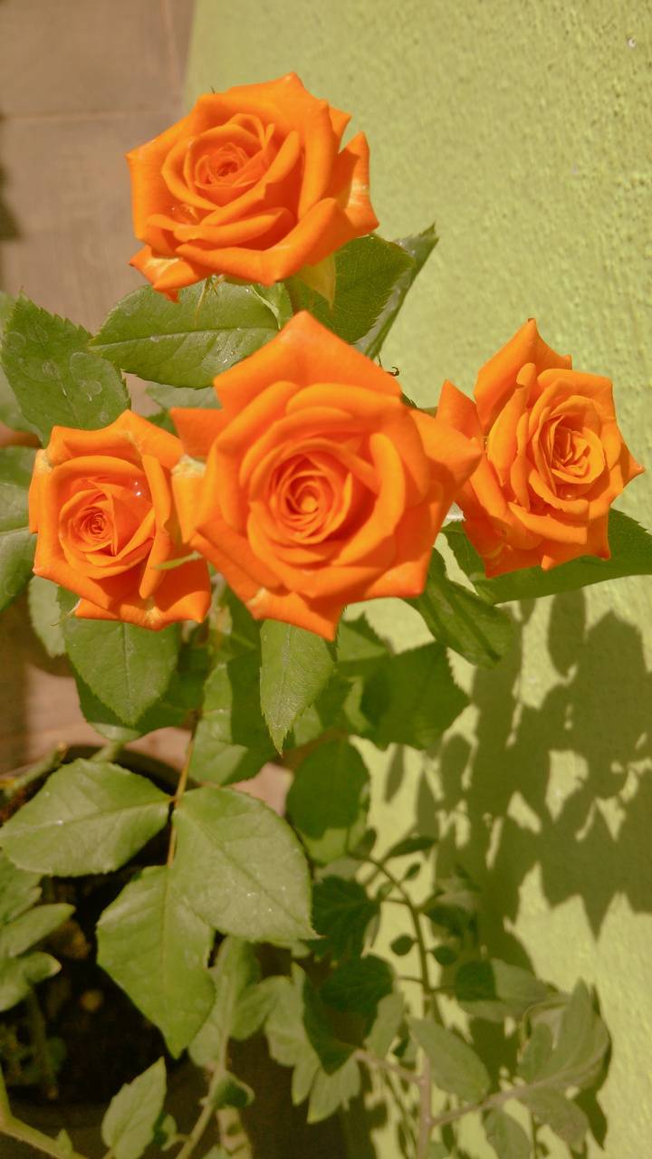 Orange Roses Wallpapers - Top Free Orange Roses Backgrounds