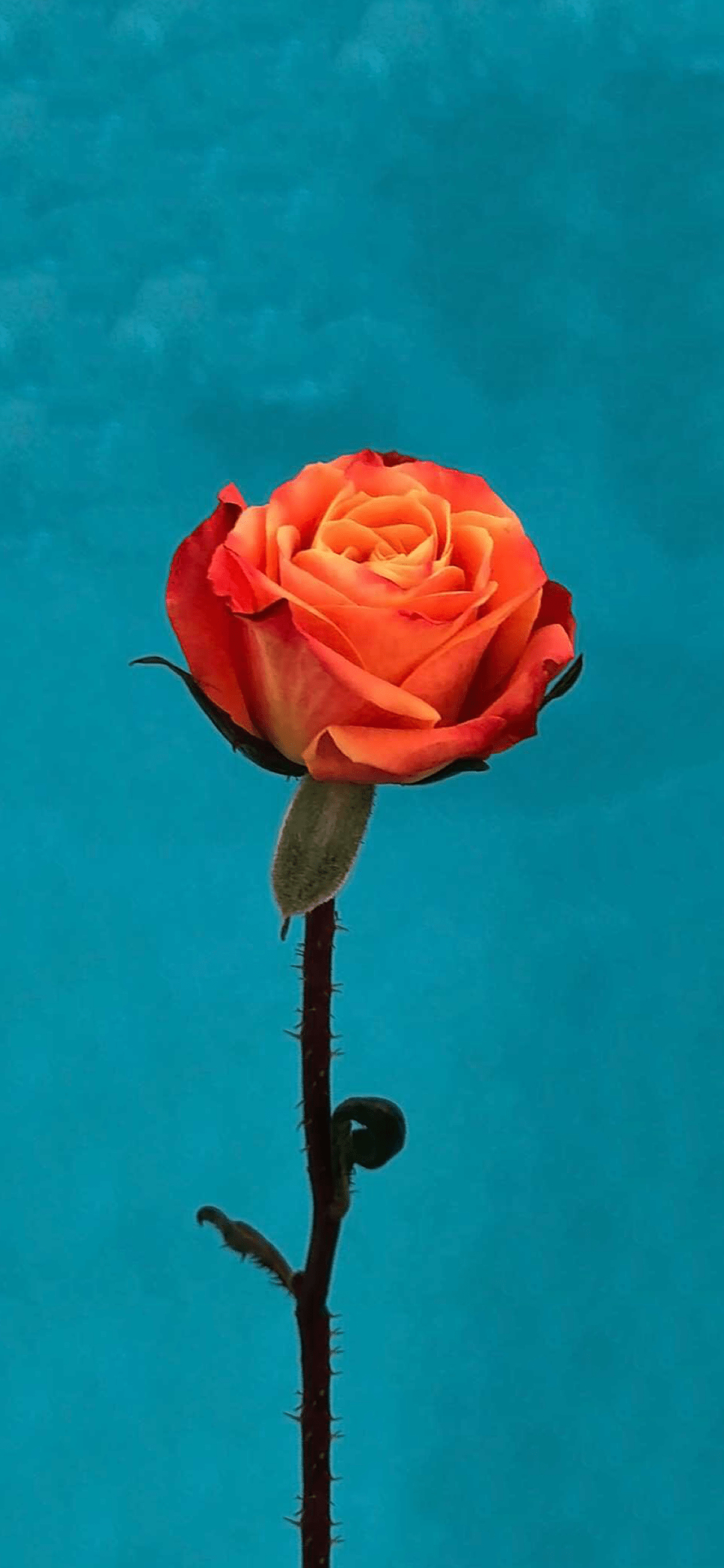 1125x2436 iOS 11 Orange Rose Wallpaper