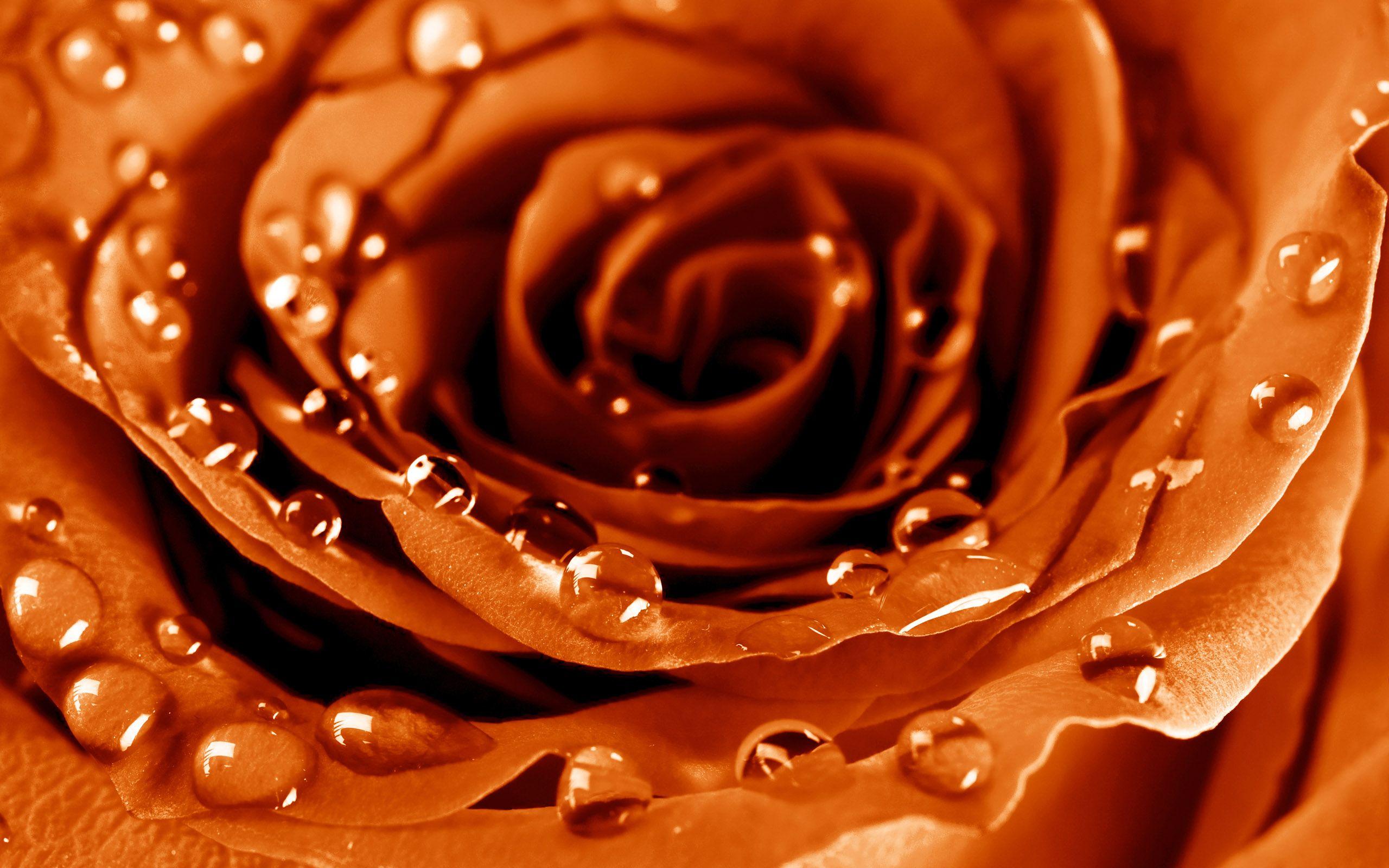 2560x1600 Orange Roses