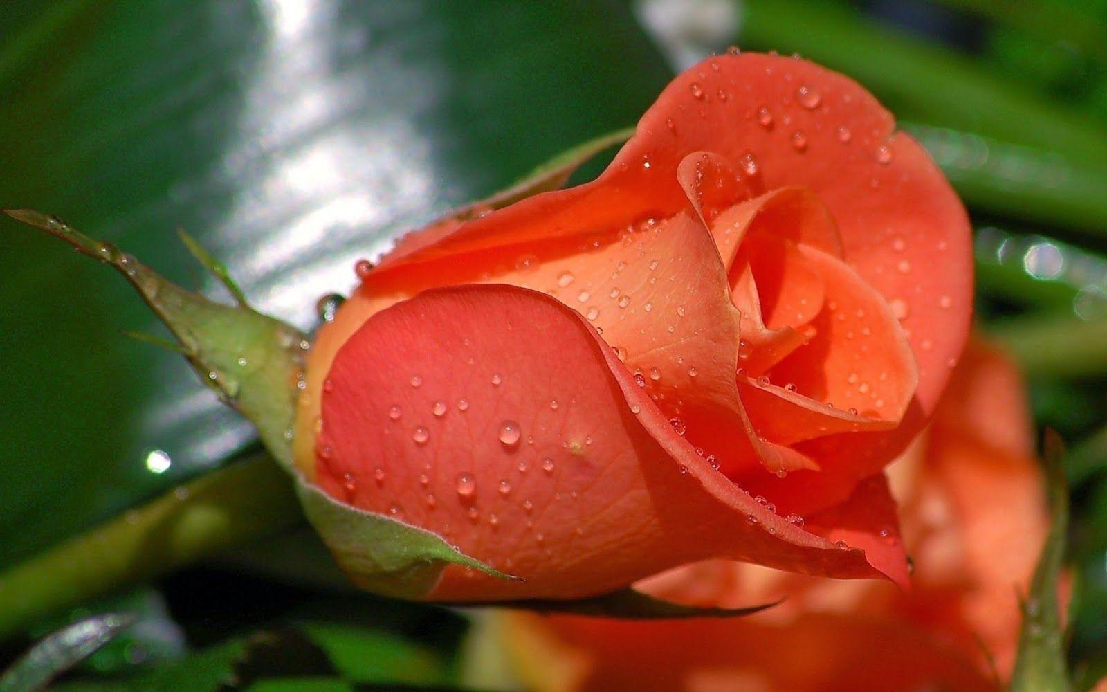 1600x1000 My Rose: Beautiful Orange Rose Wallpaper