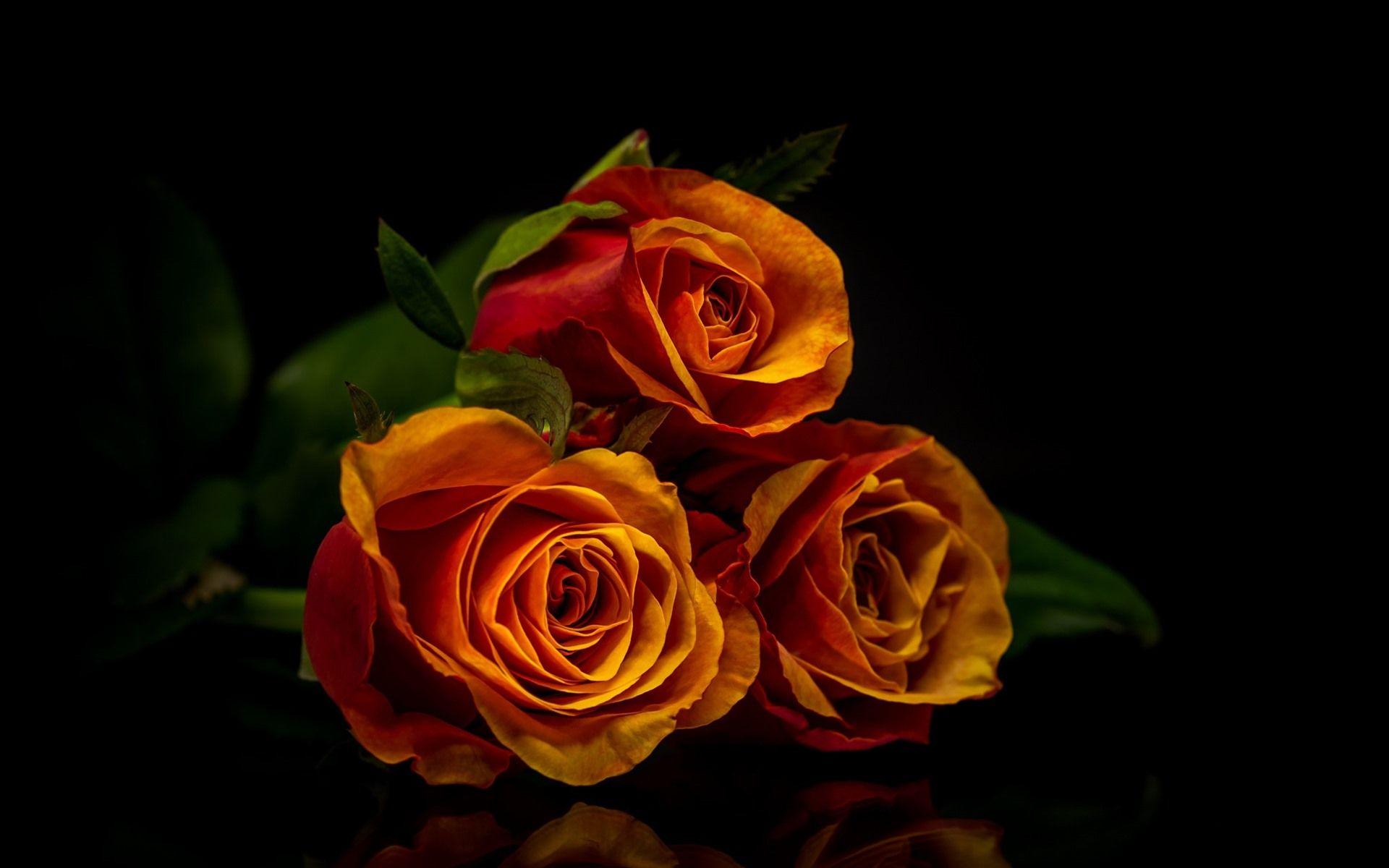 Orange Roses Wallpapers - Top Free Orange Roses Backgrounds