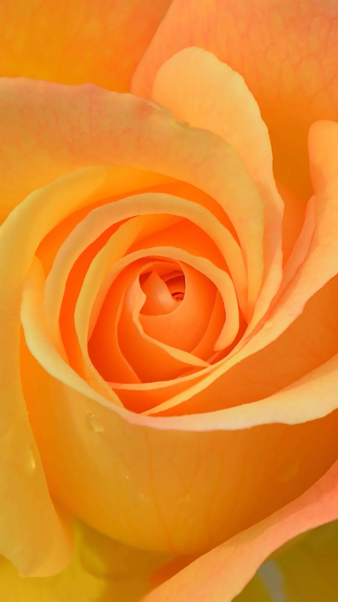 1080x1920 Free download Orange rose wallpaper flower wallpaper plant wallpaper [1080x1920] for your Desktop, Mobile & Tablet. Explore Orange Rose Wallpaper. Orange Rose Wallpaper, Orange Rose Wallpaper HD, Orange Wallpaper