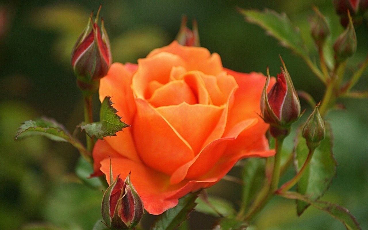 1280x800 Beautiful Orange Roses 29735