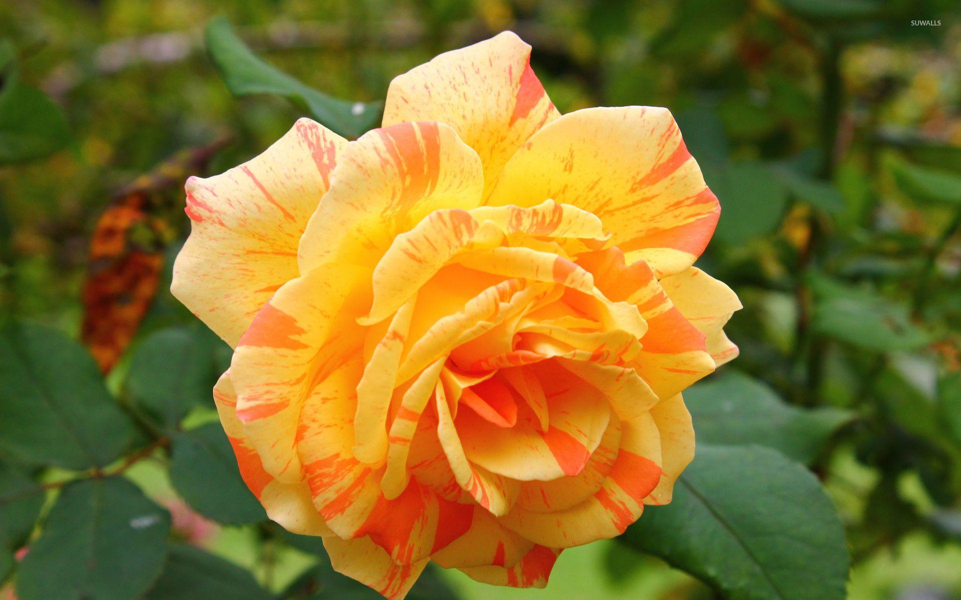 1920x1200 Beautiful orange rose wallpaper wallpaper
